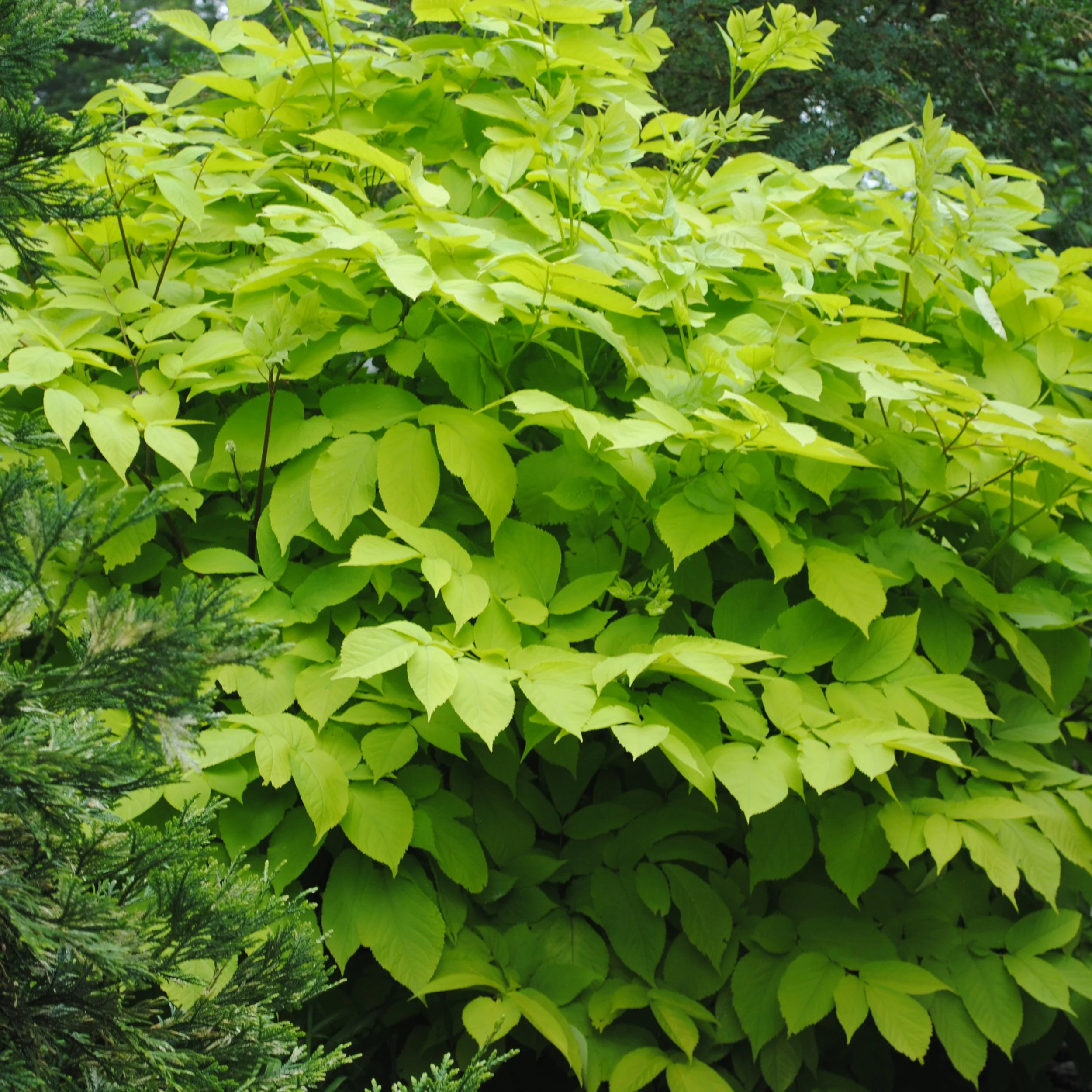 Aralia cordata 'Sun King' 0003 high res.jpg