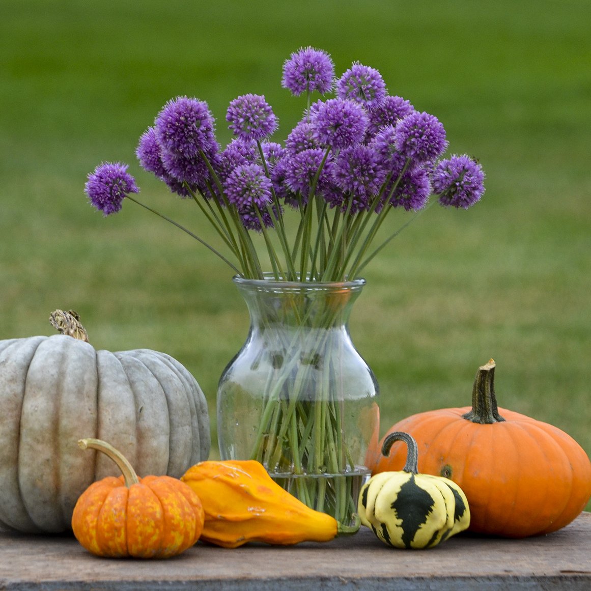 Allium 'Medusa' PP28701 0003 high res.jpg