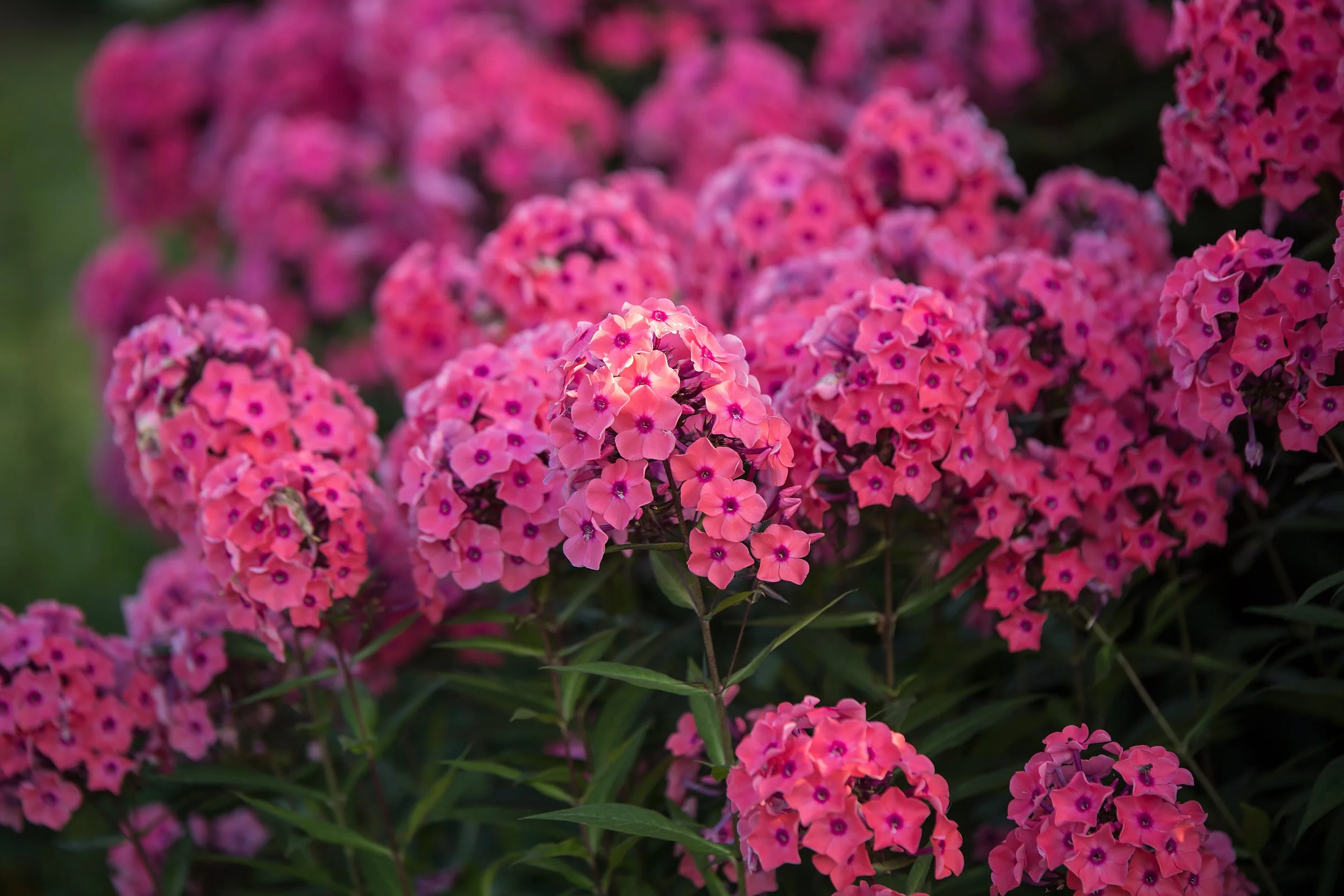 PhloxCoralCremeDrop-026-6357.jpg