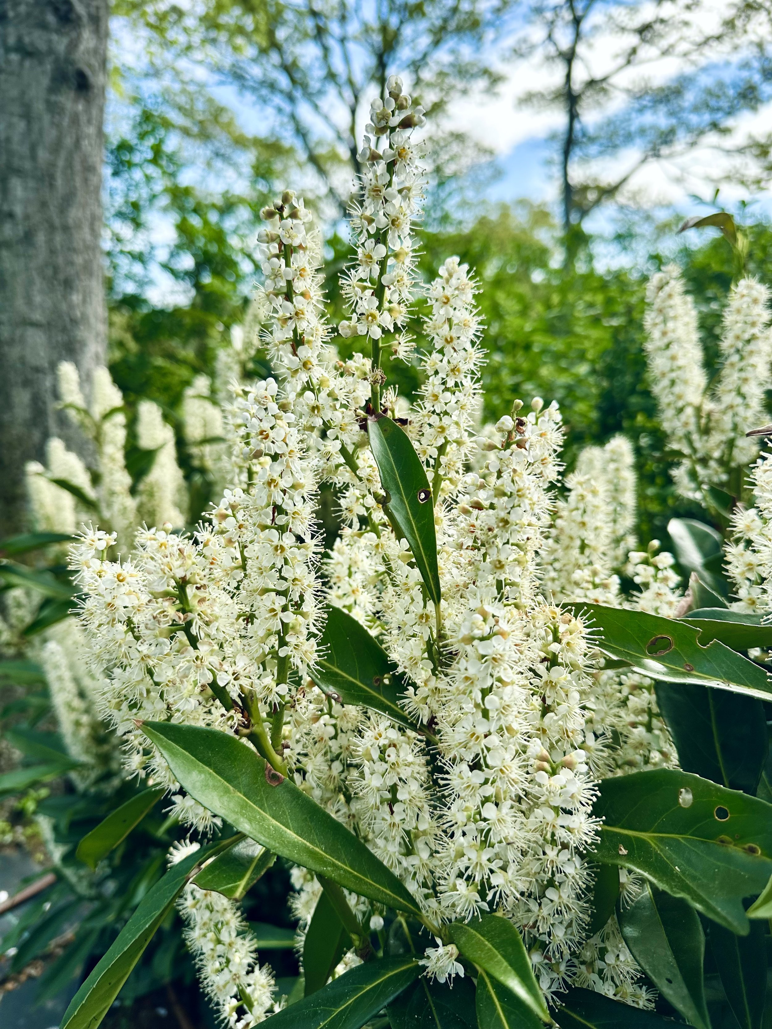 Prunus laurocerasus 'Schipkaensis'