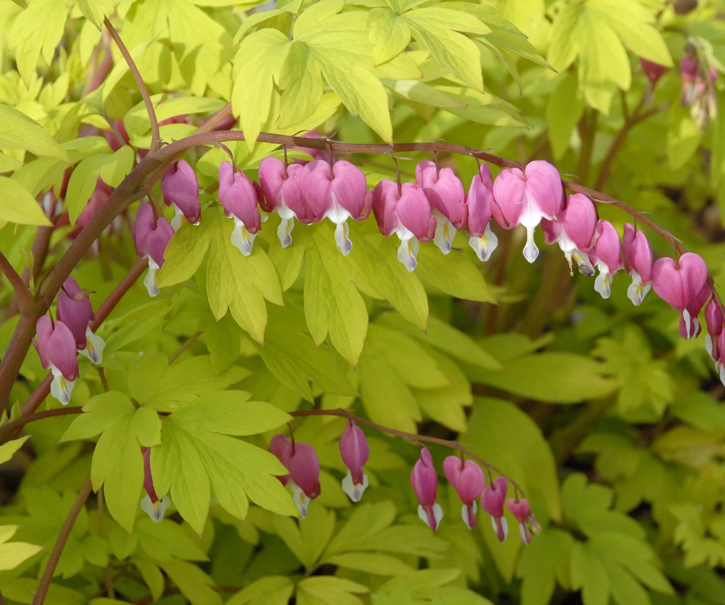 Dicentra spectabilis 'Gold Heart'