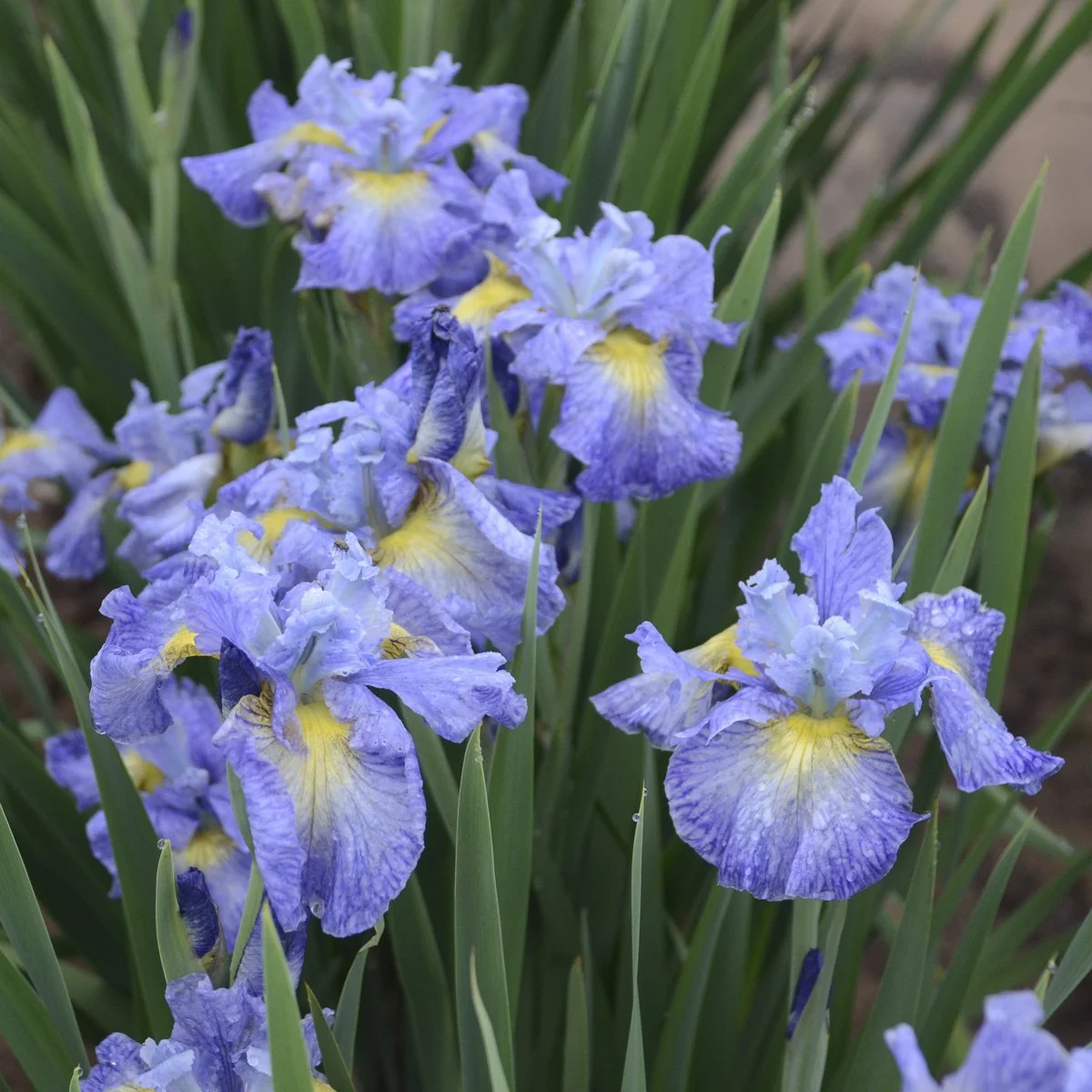 Iris sibirica 'Cape Cod Boys' 0001 high res.jpg