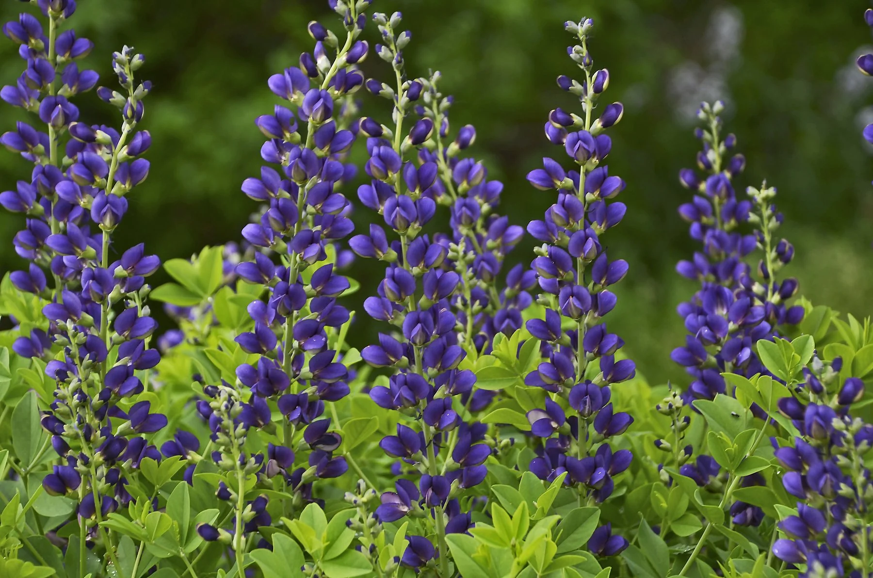 Baptisia x 'Sparkling Sapphires'