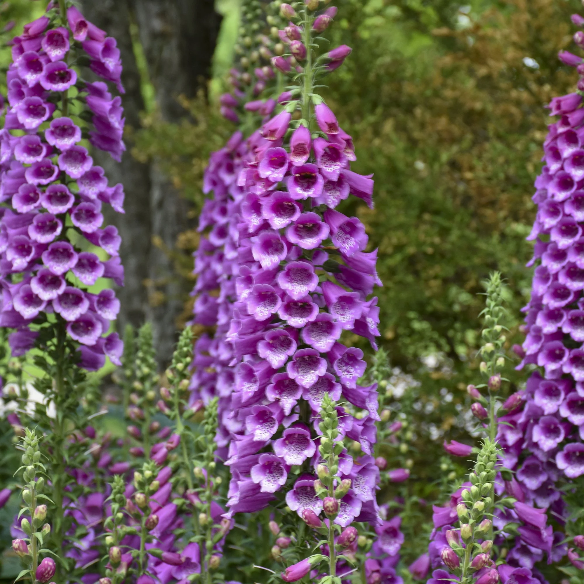 Digitalis purpurea 'Dalmatian Purple'