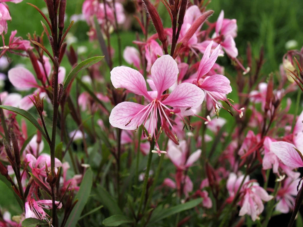 Oenothera lindheimeri 'Passionate Blush'