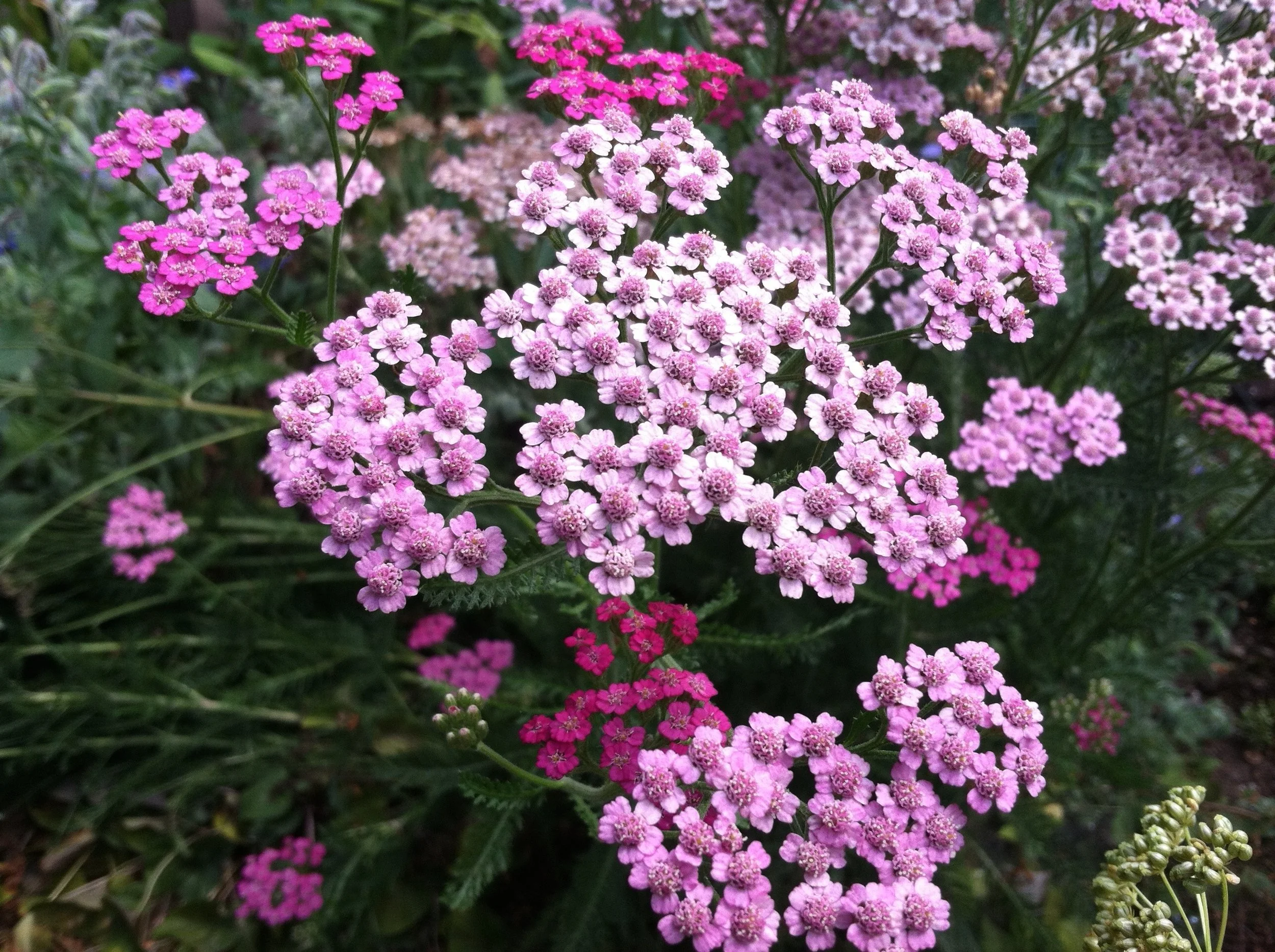 candacehunter-yarrow-676980.jpg