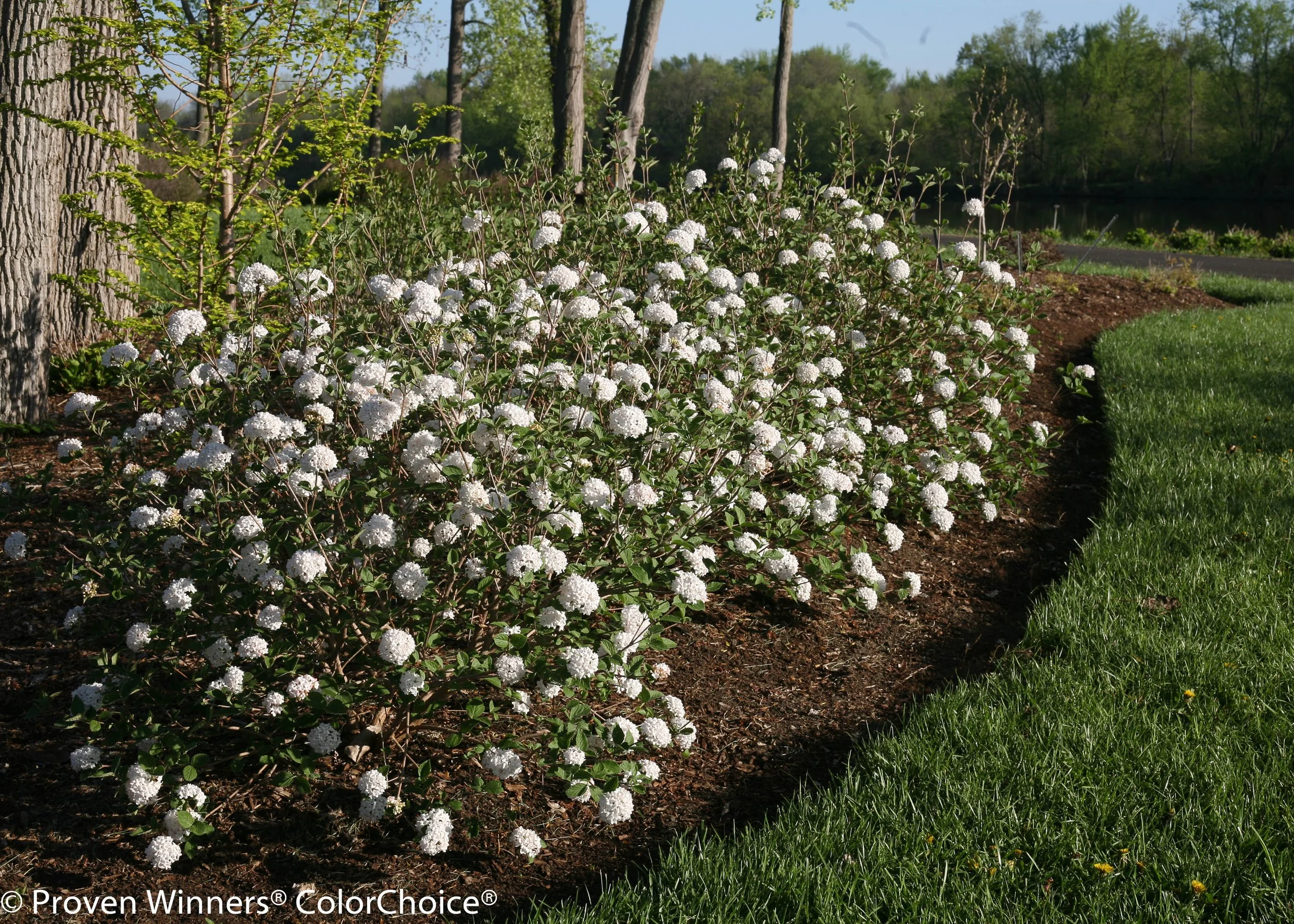 spice_baby_viburnum-8673.jpg