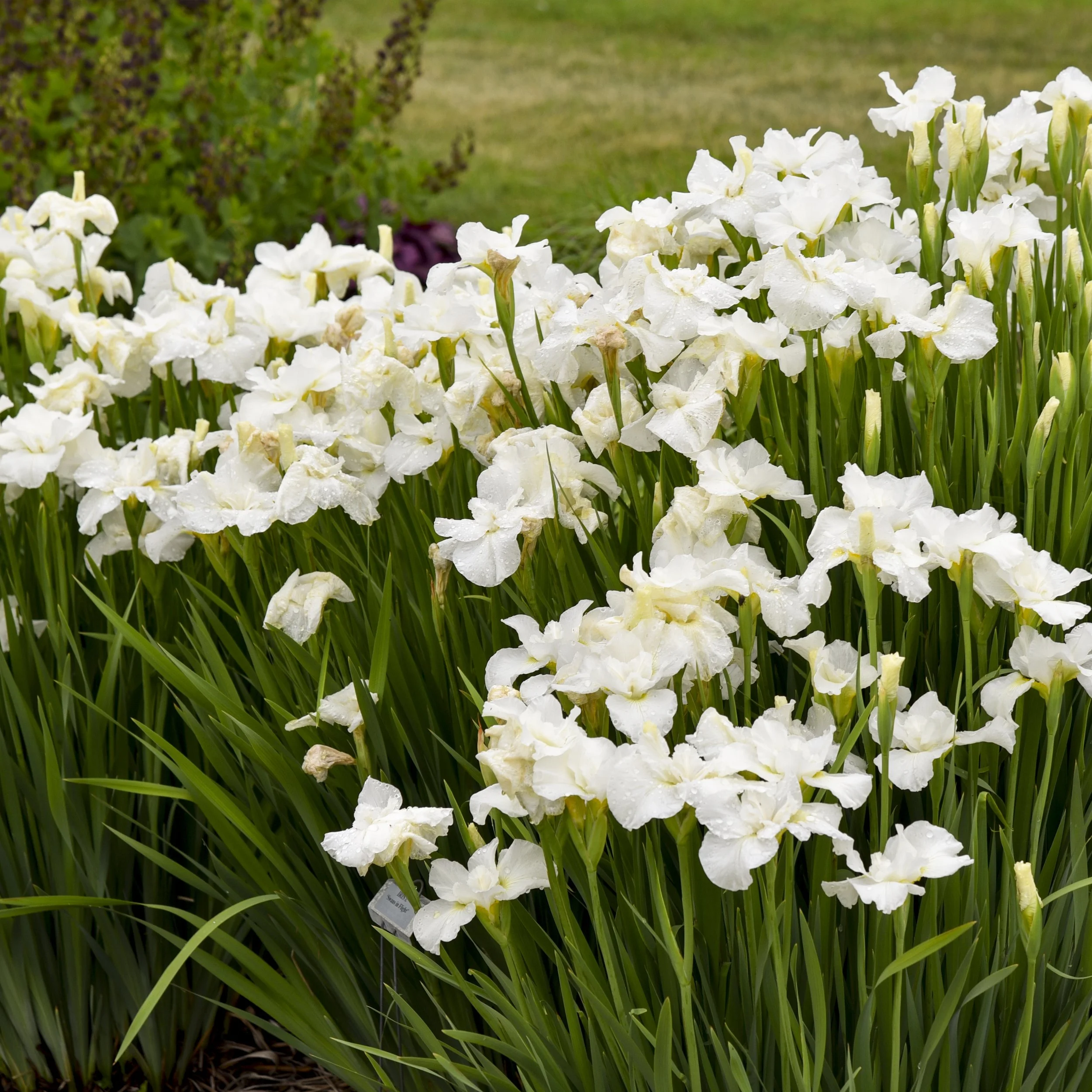 Iris sibirica 'Swans in Flight' 0004 high res.jpg