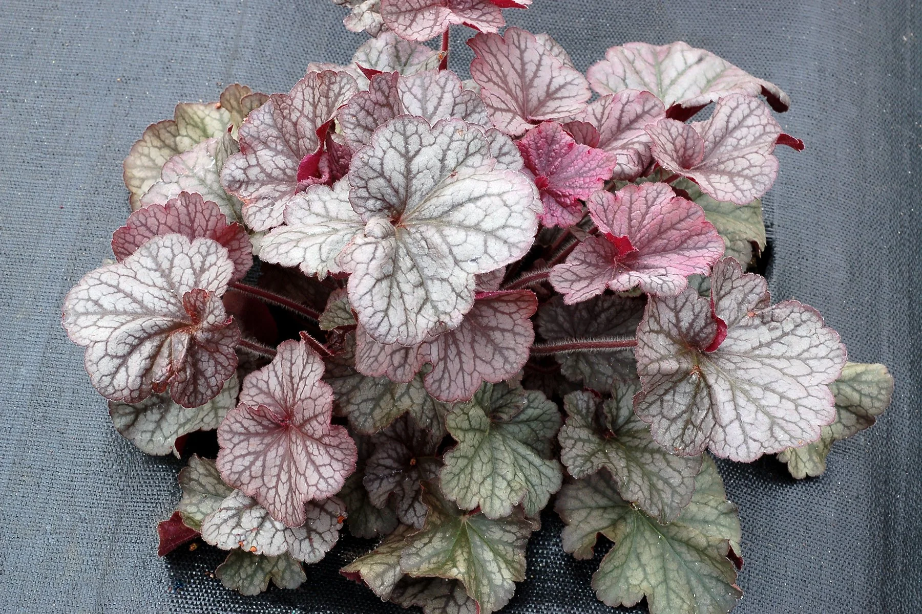 Heuchera-Northern-Exposure-Silver-3.jpg