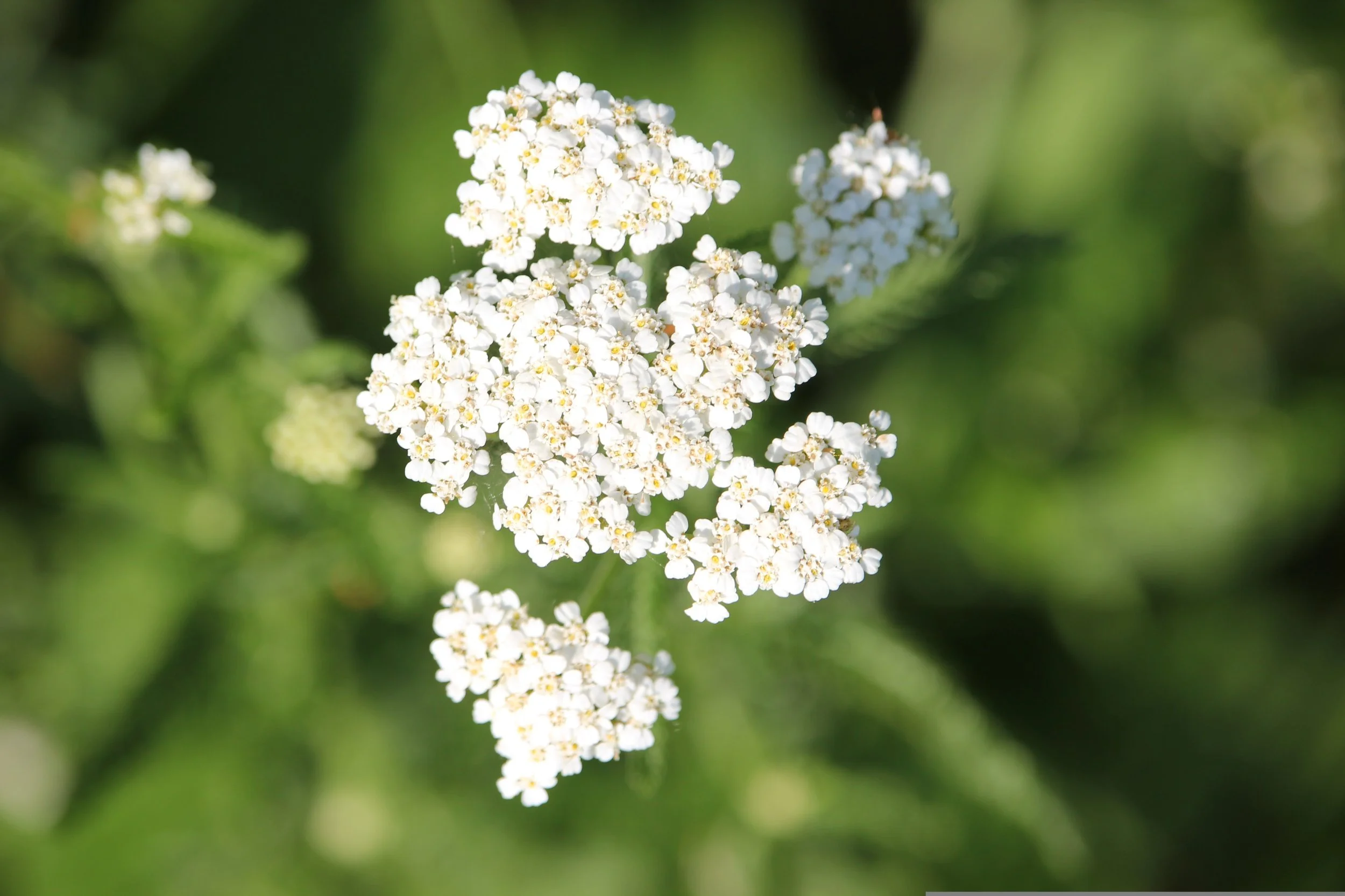 Achillea millefolium (Yarrow)
