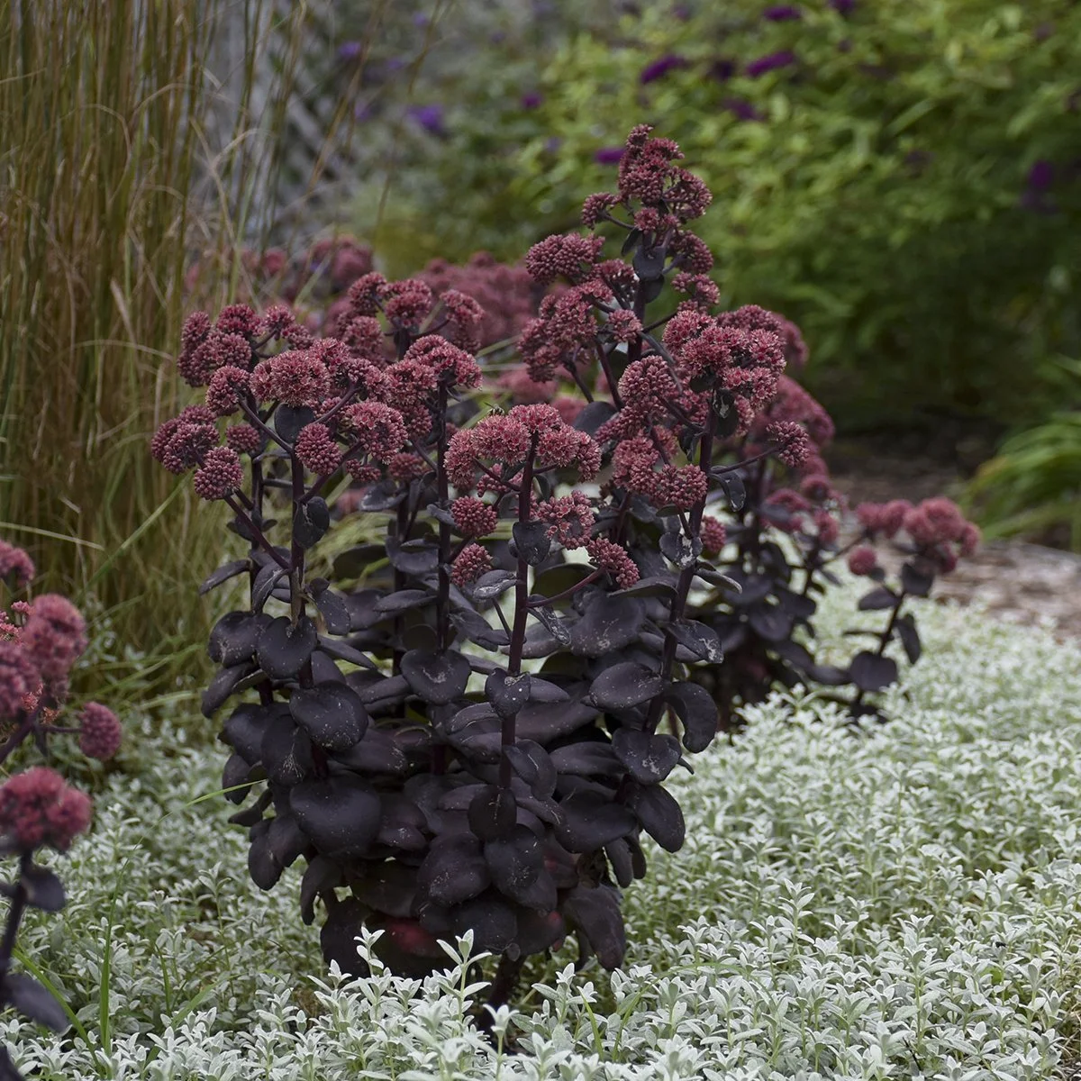 Sedum x 'Night Embers'