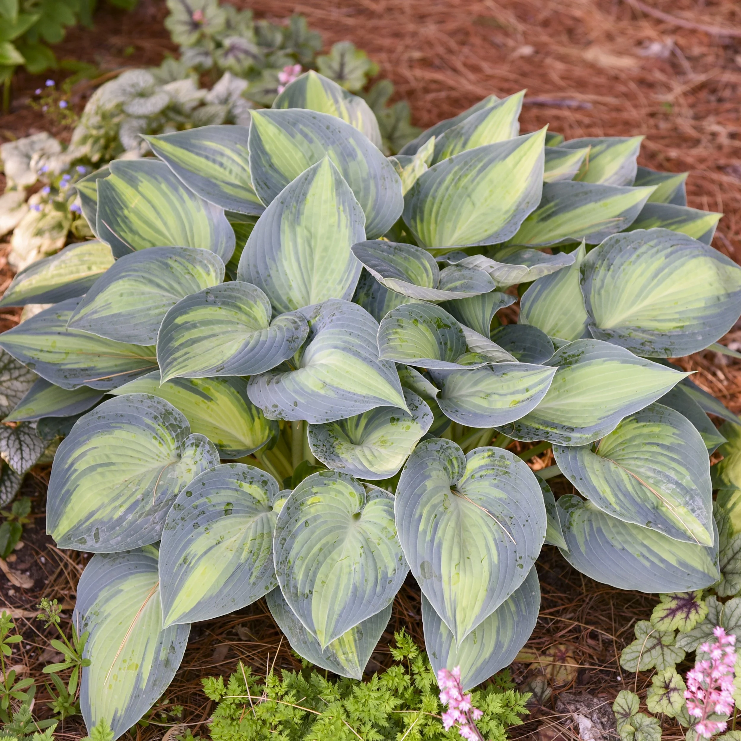 Hosta tardiana 'June'