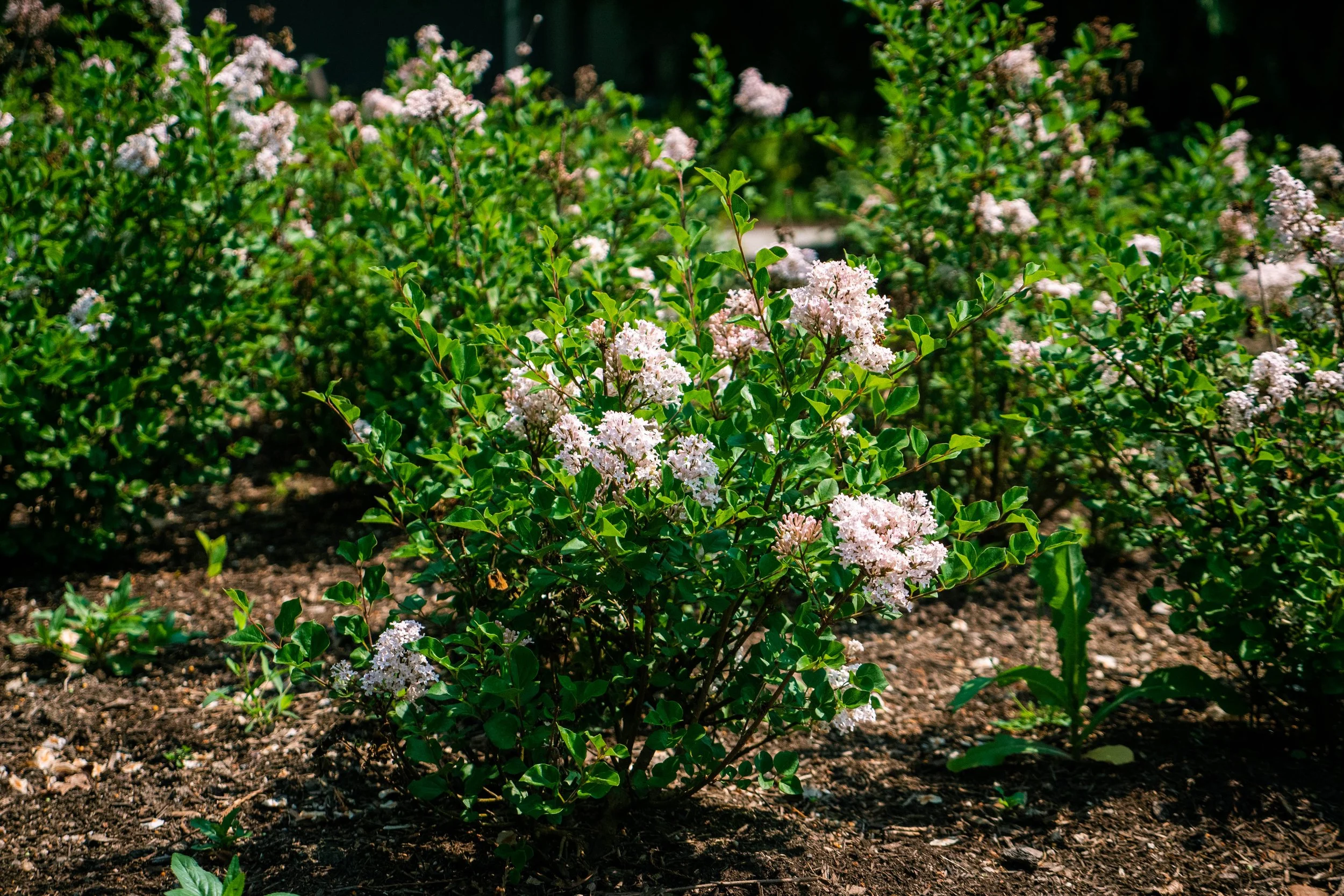 Syringa-Pearl-Potion-landscape-01.jpg