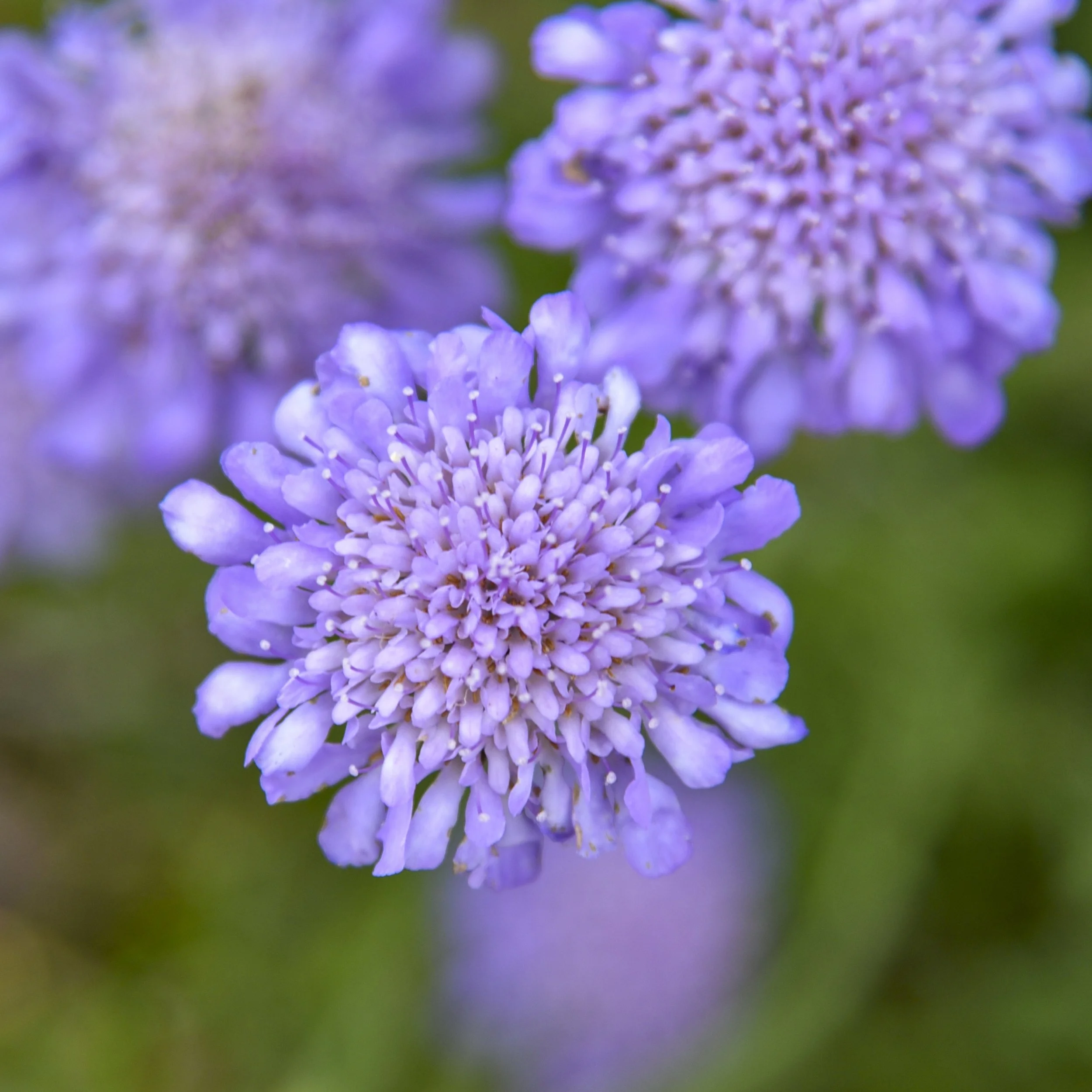 Scabiosa columbaria 'Butterfly Blue' 0000 high res.jpg