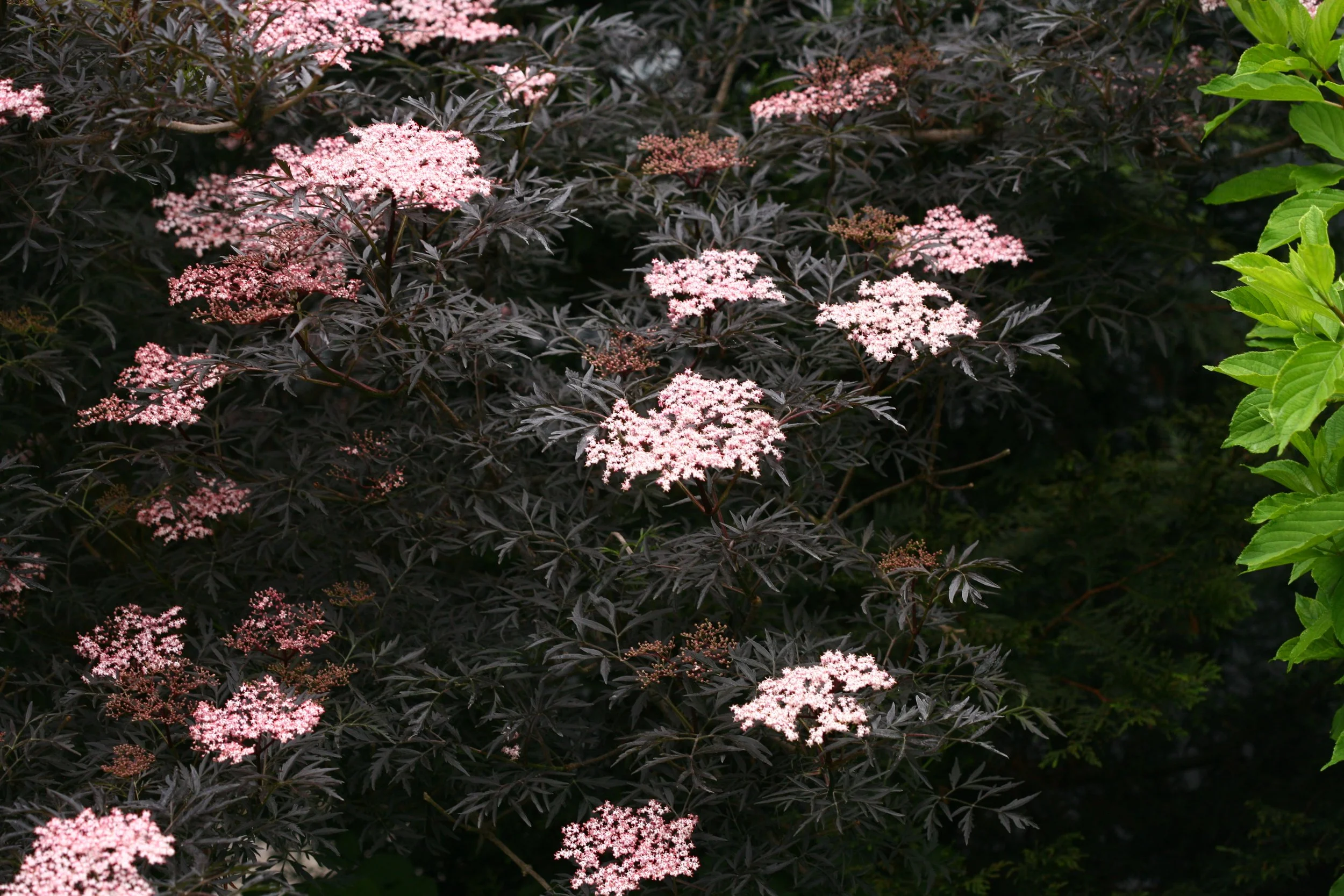 sambucus_black_lace_img_9936.jpg