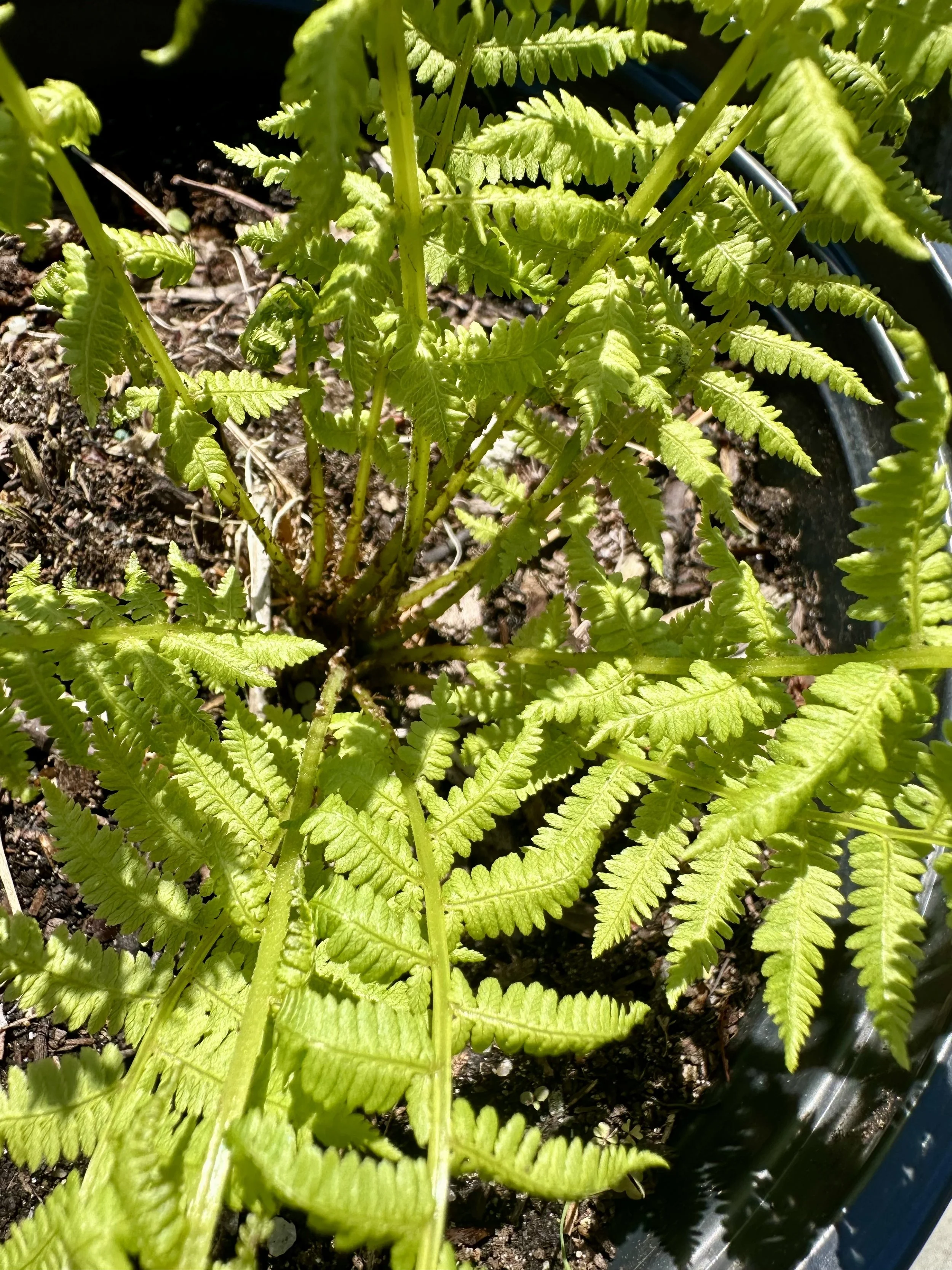 Athyrium filix-femina (Common Lady Fern)