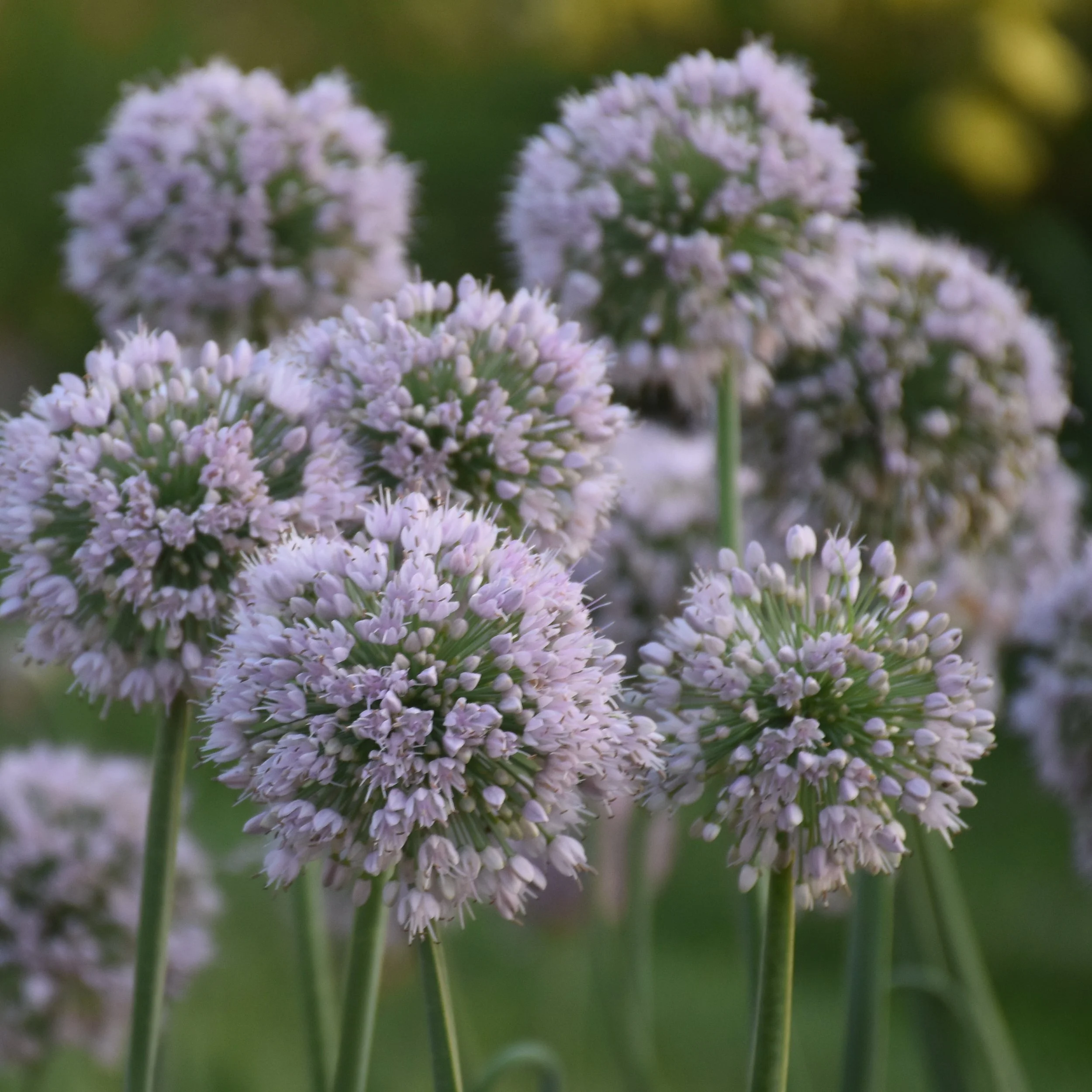 Allium x 'Bobblehead'