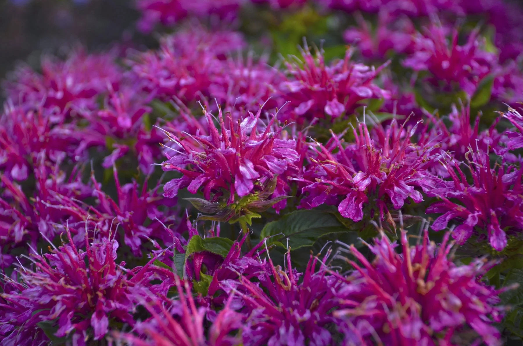 Monarda didyma 'Pardon My Purple'