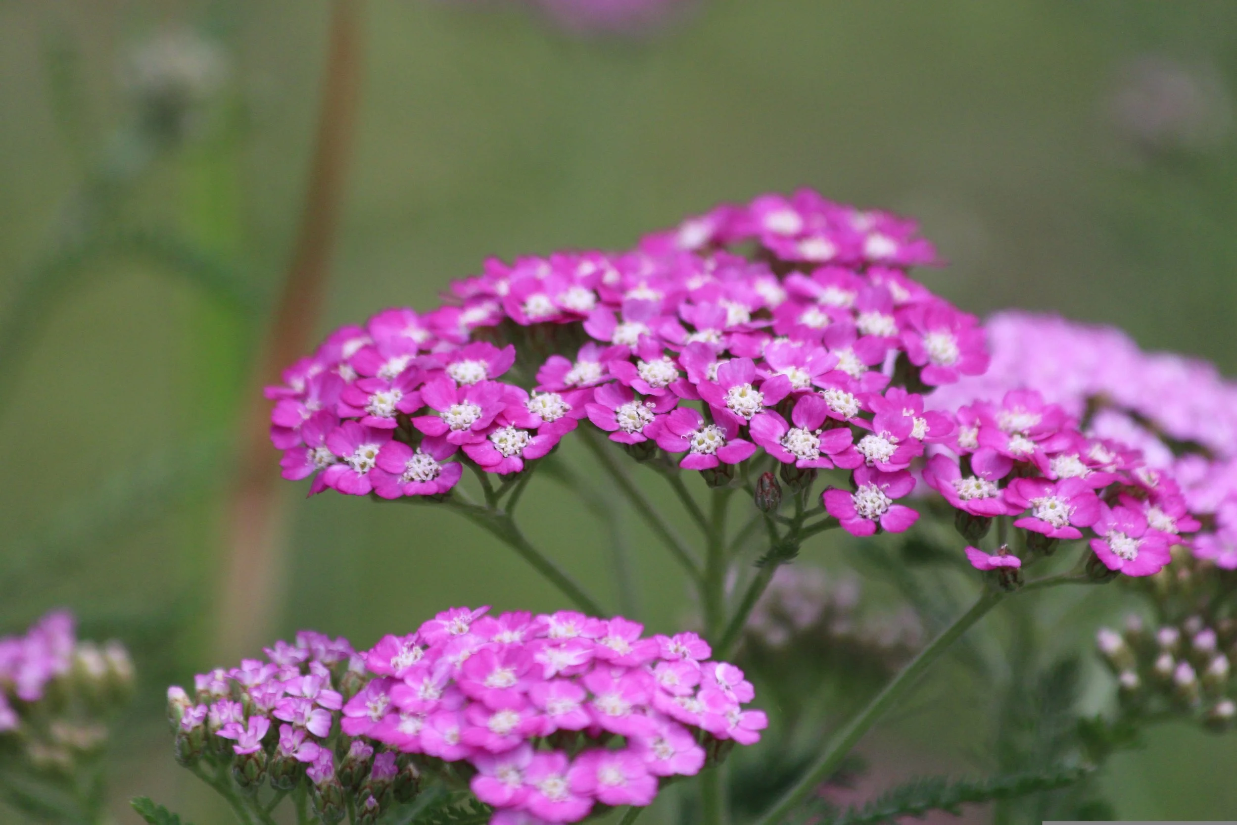 Achillea millefolium 'Pink Grapefruit'