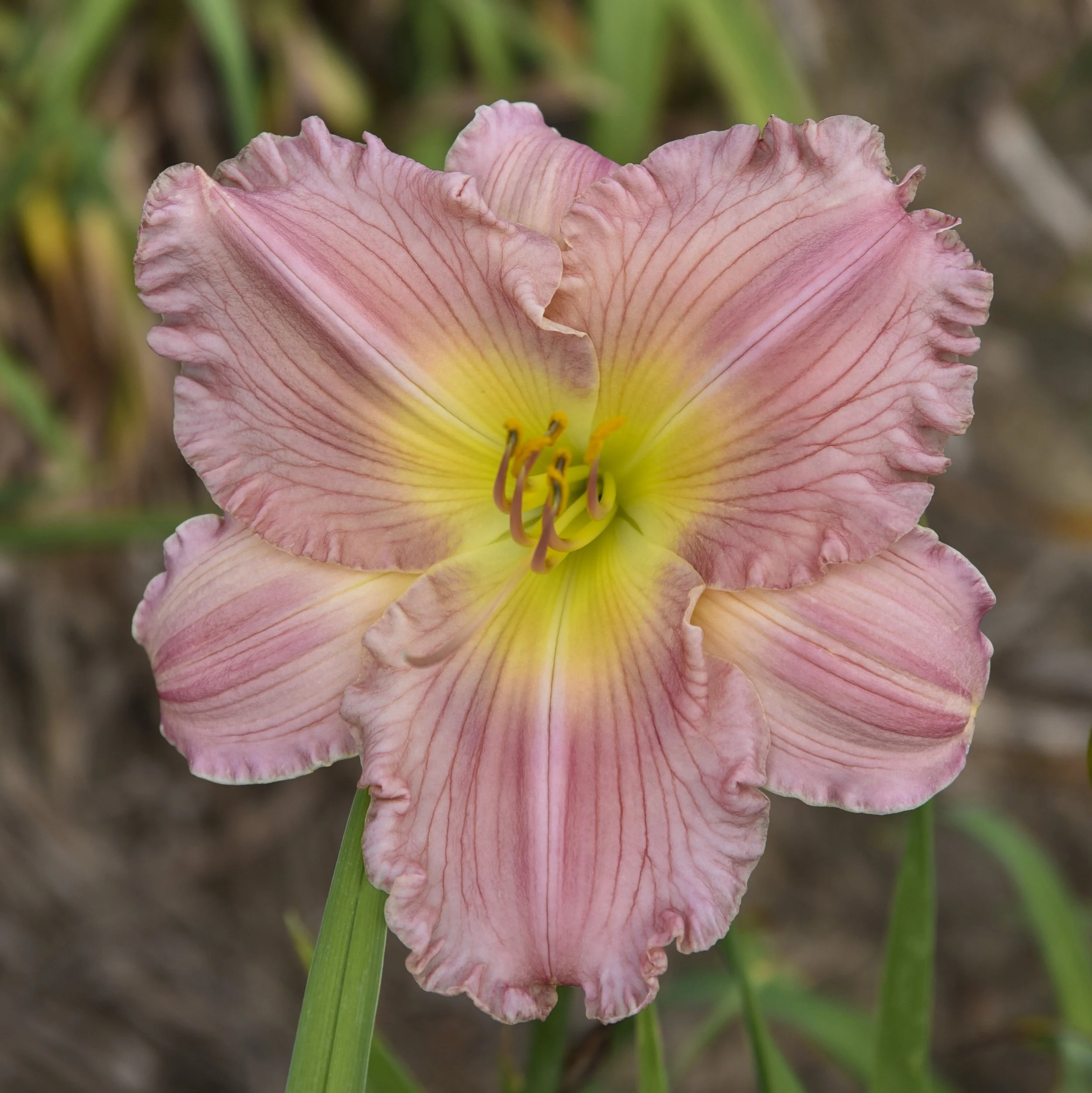Hemerocallis 'Jolyene Nichole'
