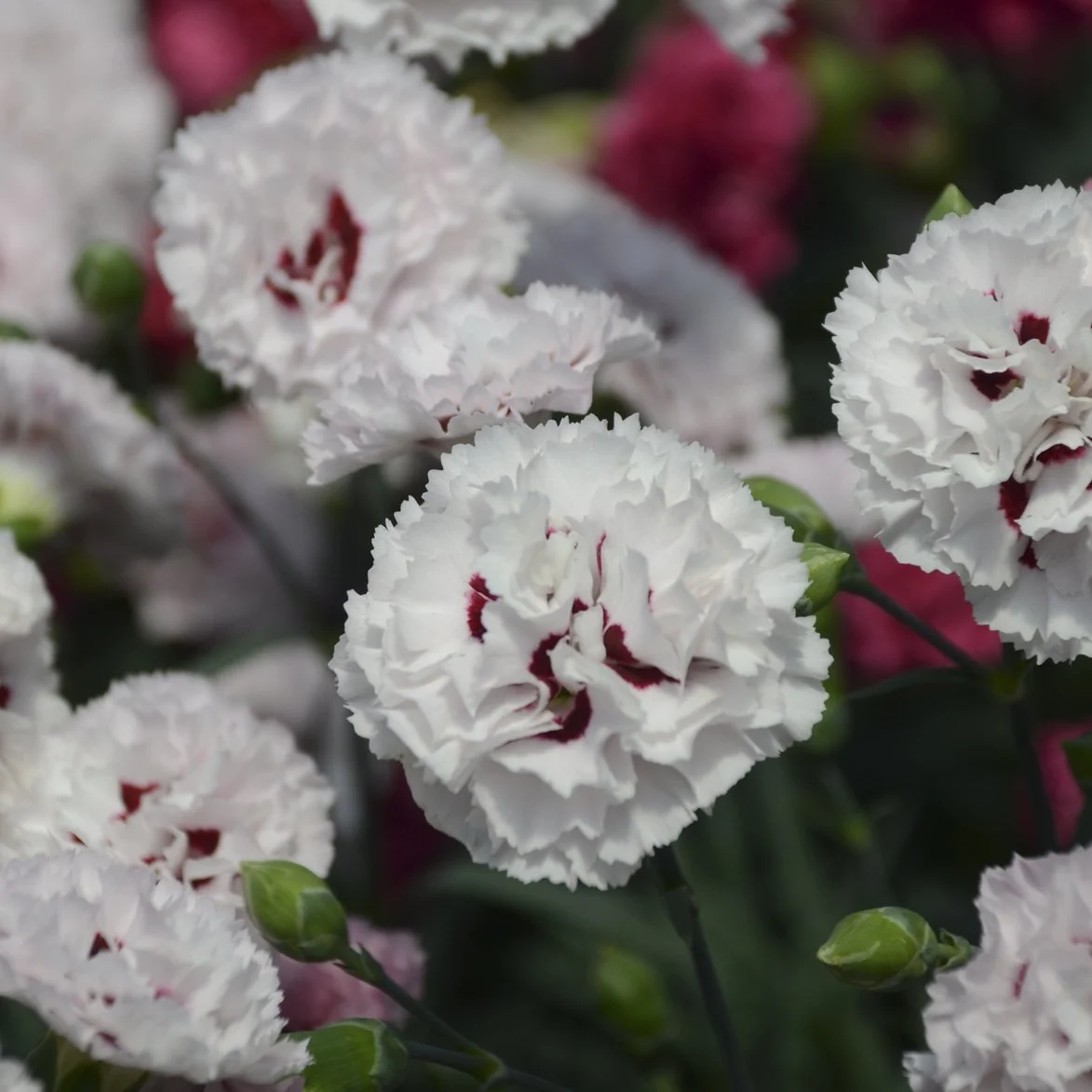 Dianthus 'Appleblossom Burst' PP31454 0001 high res.jpg