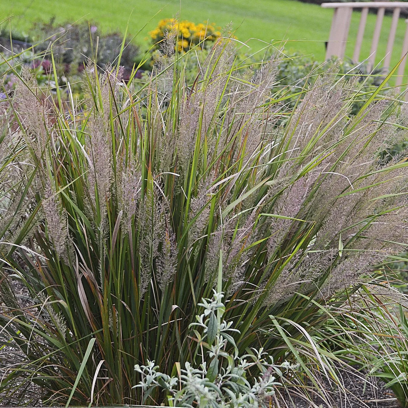 Calamagrostis brachytricha 0000 high res.jpg