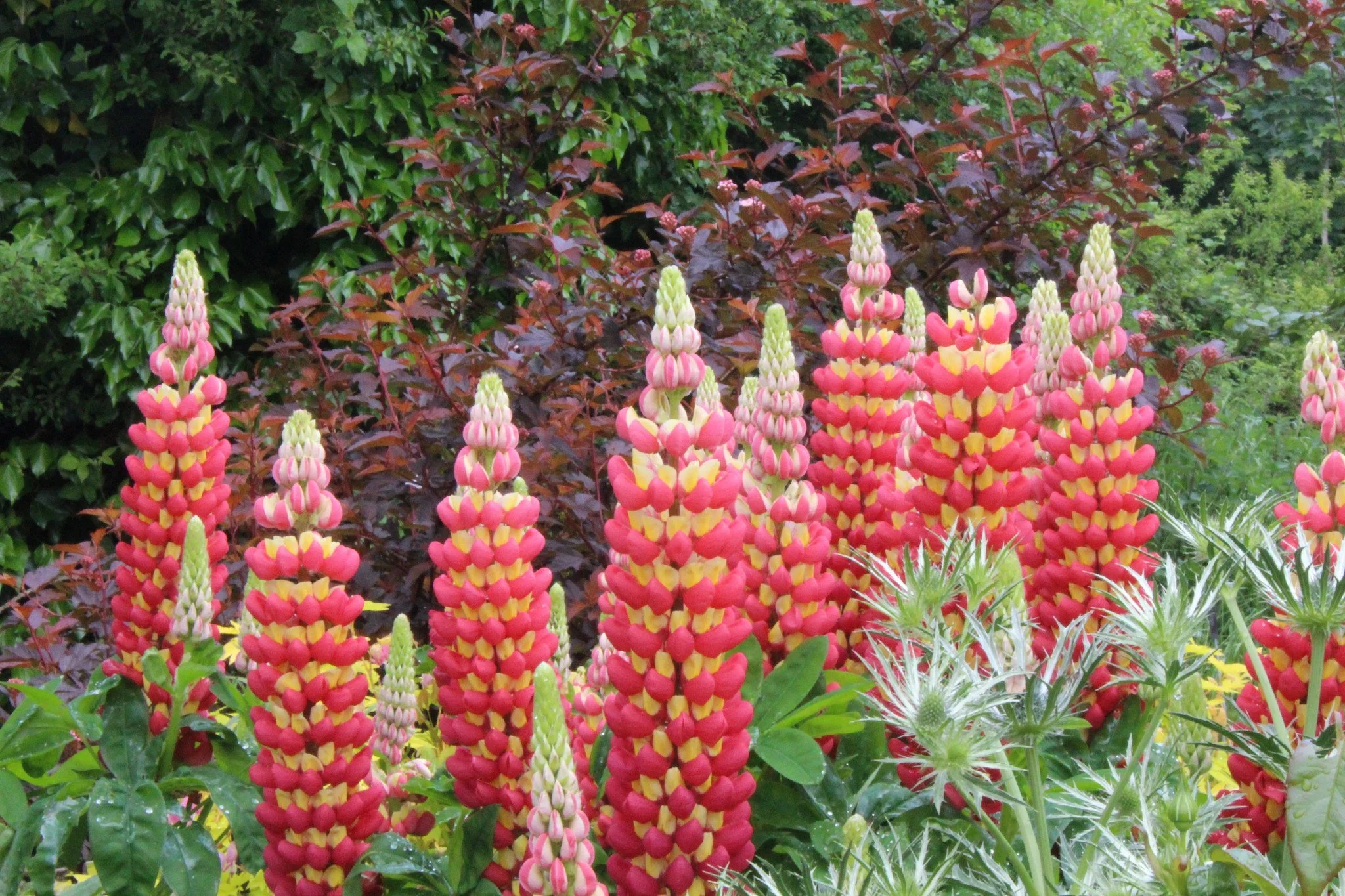 Lupinus polyphyllus 'Tequila Flame'