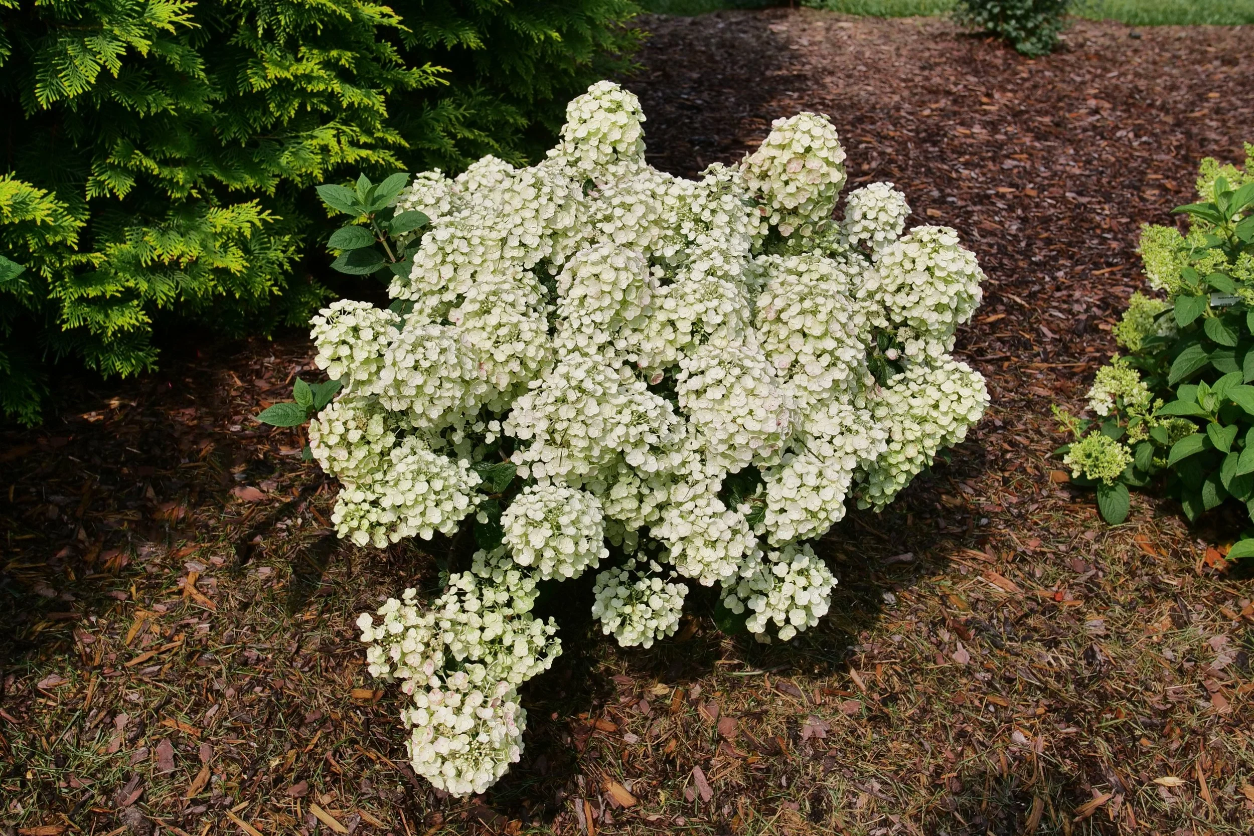 hydrangea-paniculata-tiny-quick-fire-1.jpg