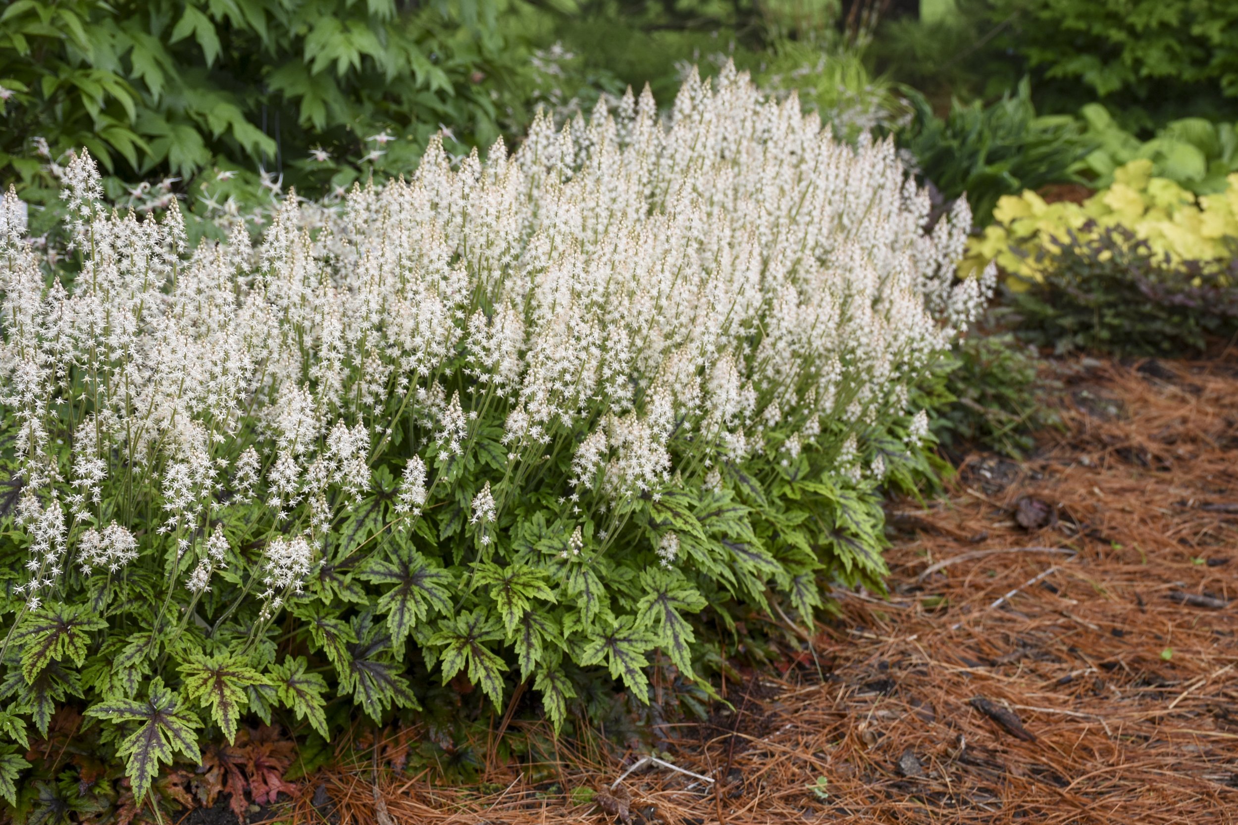 Tiarella x 'Cutting Edge'