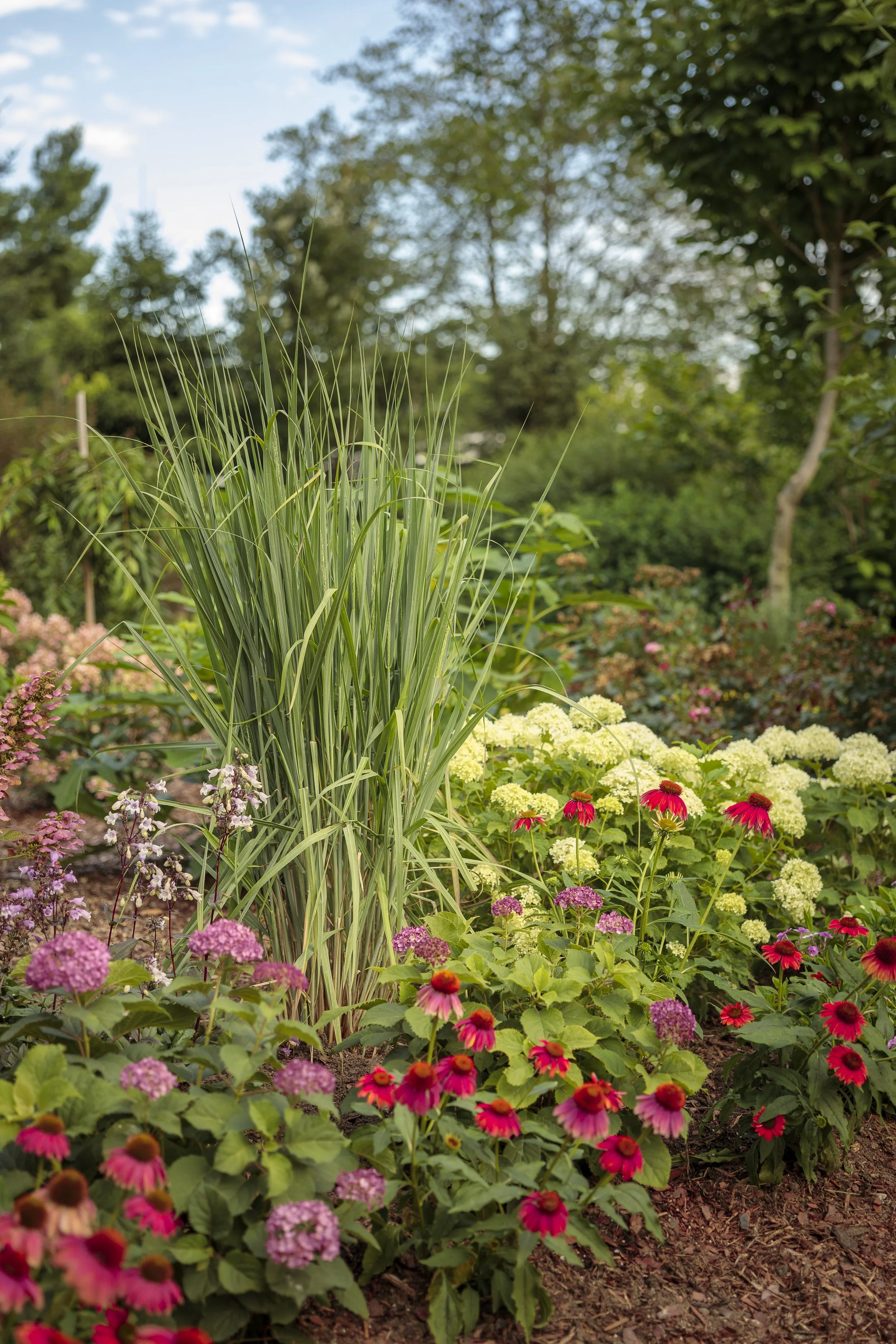 native_garden_232.jpg