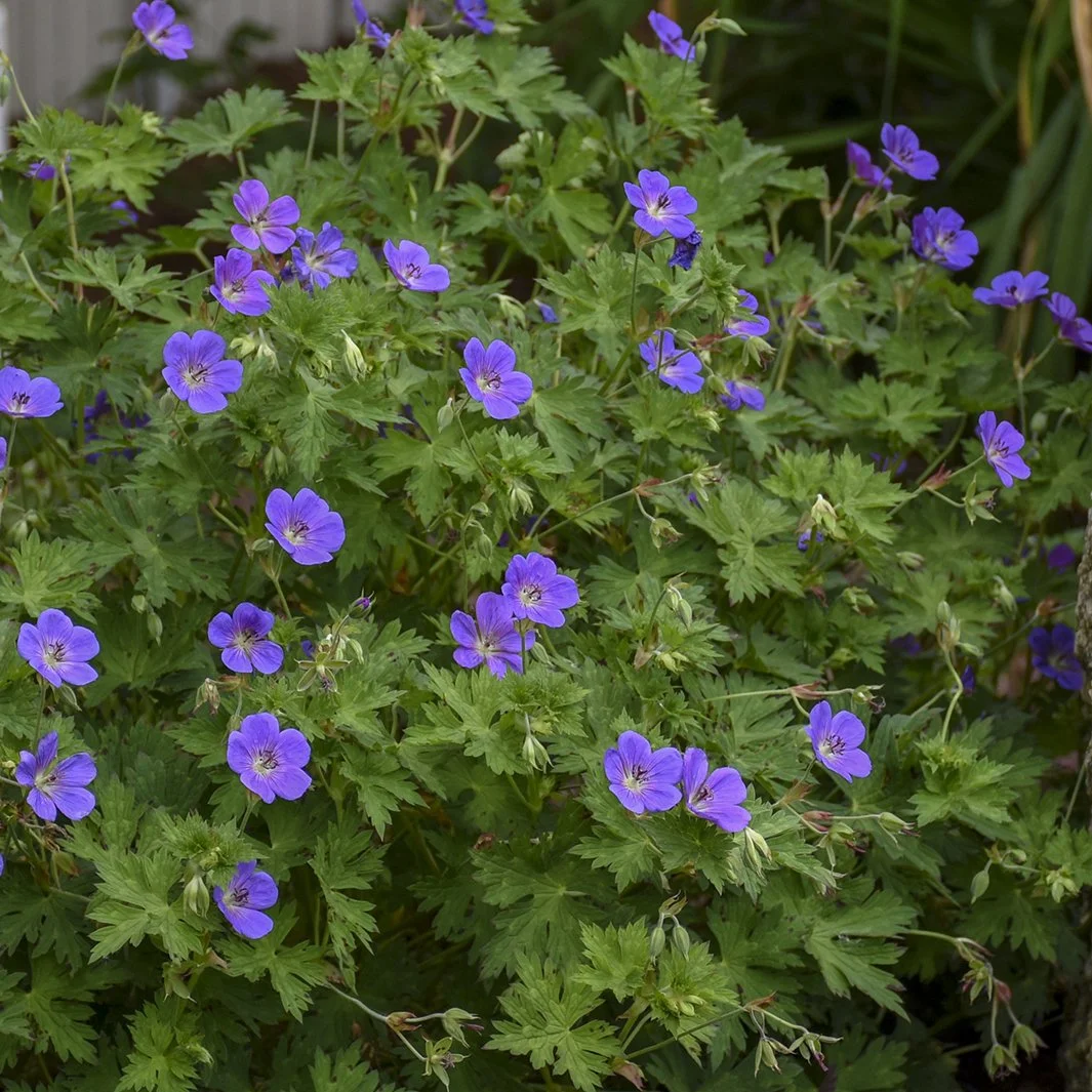 Geranium 'Rozanne' PP12175 0002 high res.jpg