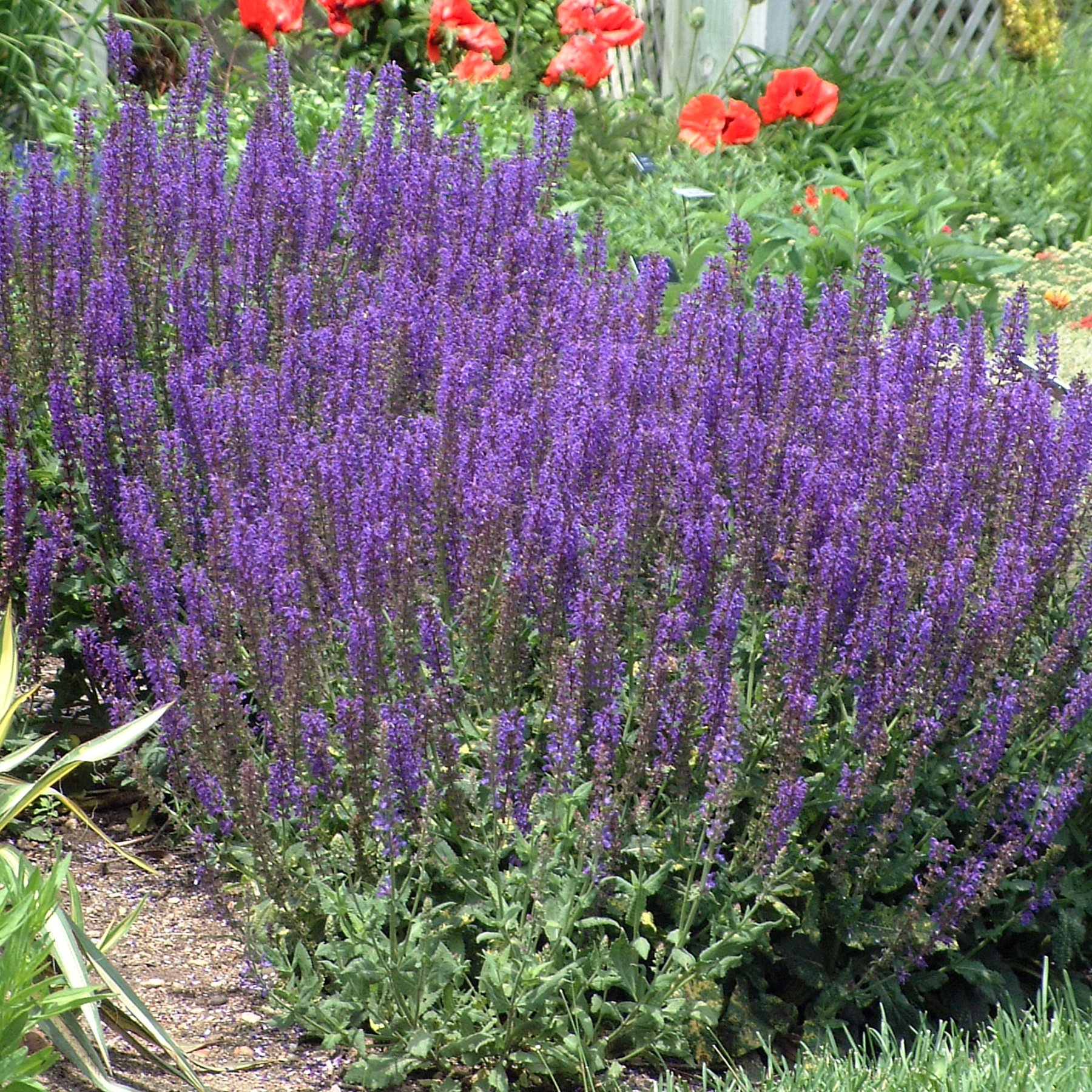 Salvia nemorosa 'May Night' ('Mainacht') 0001 high res.jpg