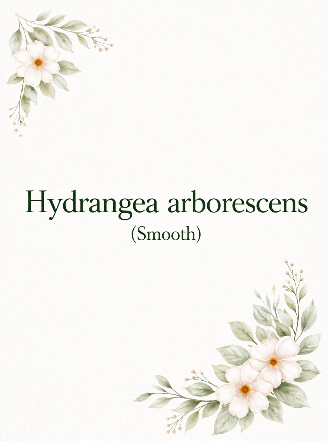 Smooth Hydrangeas (arborescens)