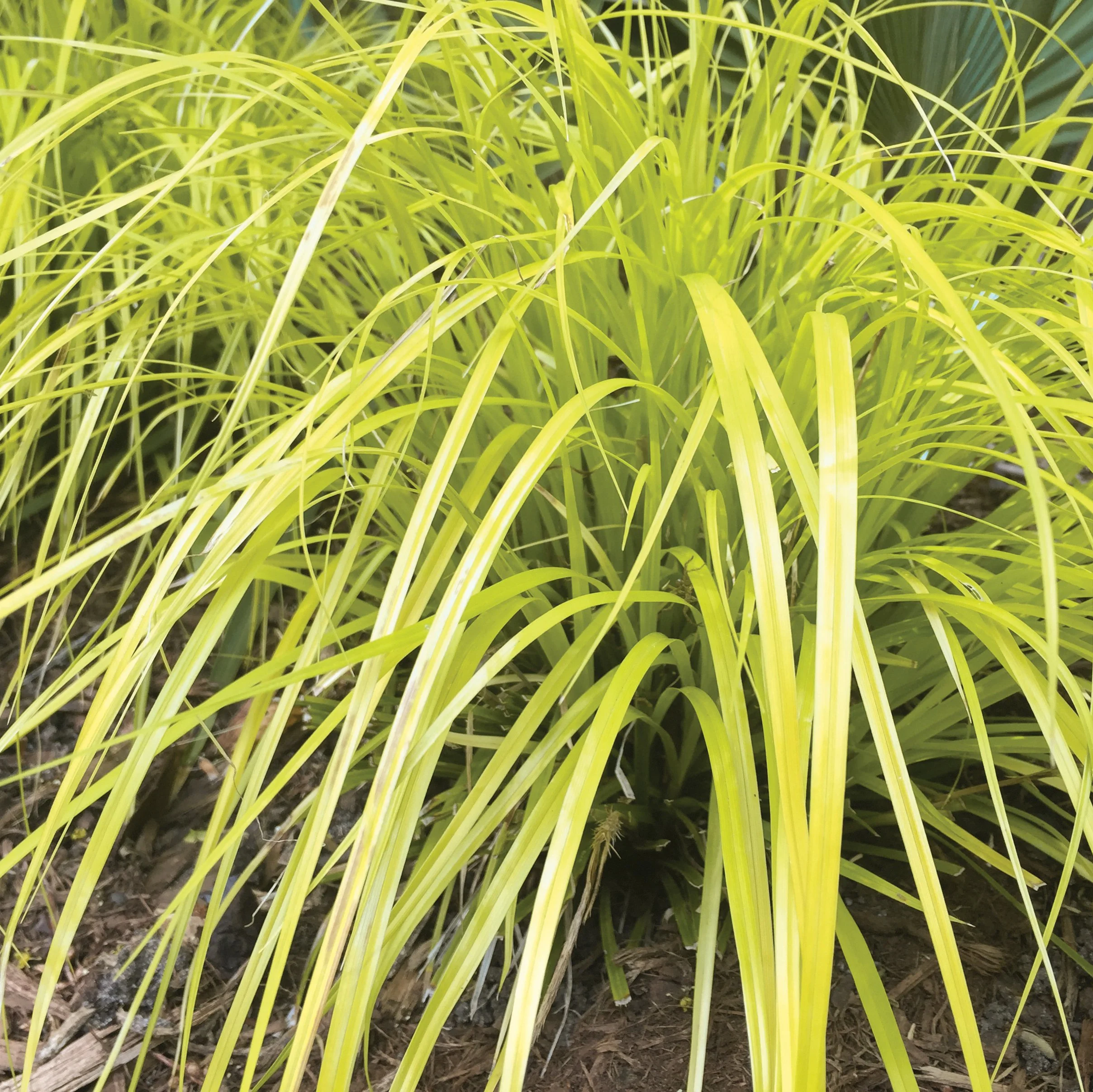 Carex oshimensis 'Everillo'