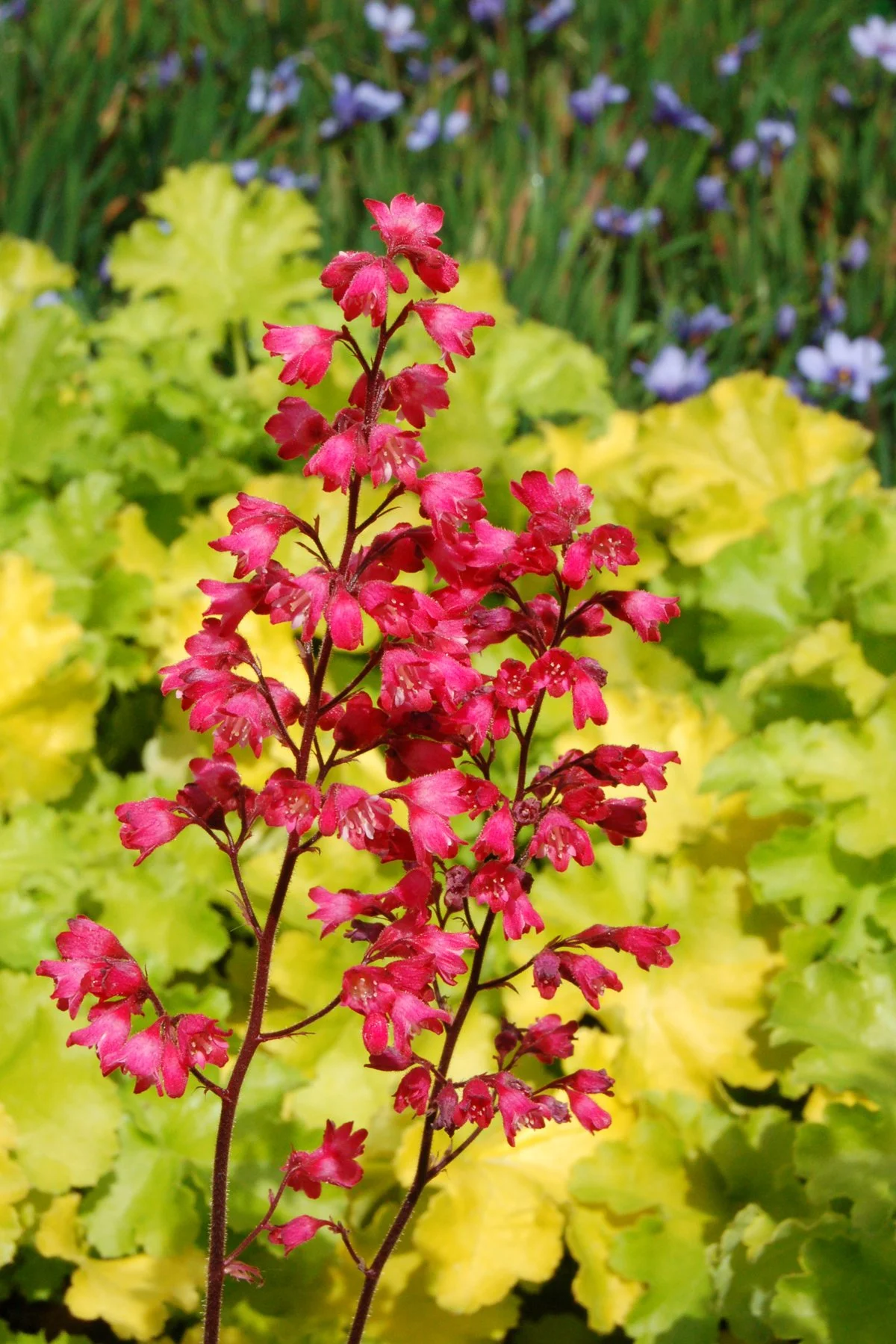 Heuchera 'Paris'