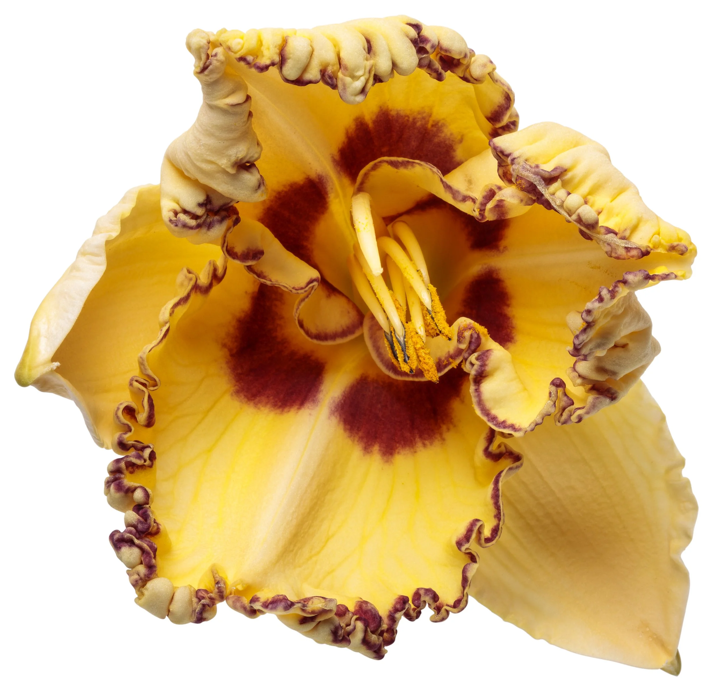 Hemerocallis 'King of the Ages'