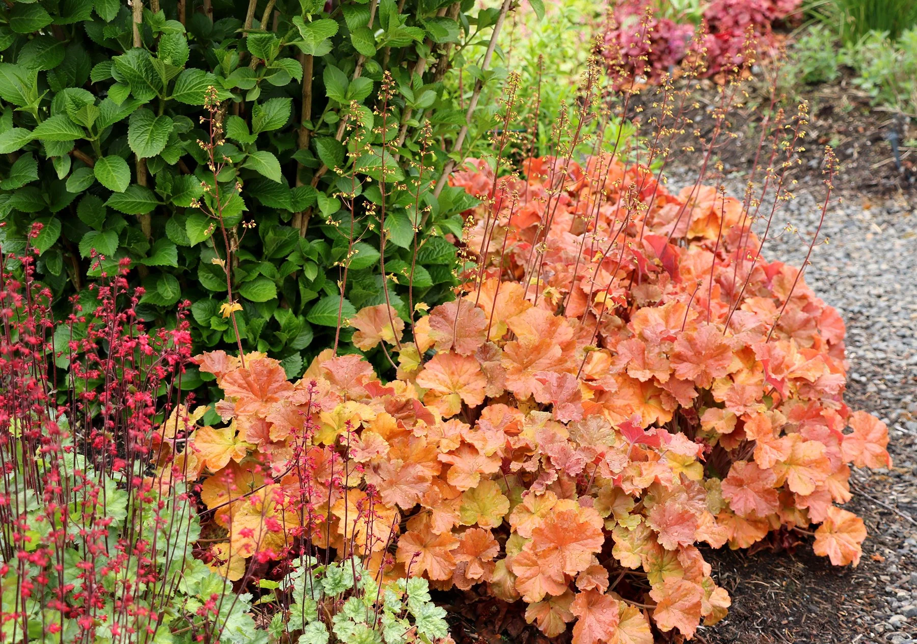 Heuchera-Northern-Exposure-Amber-5.jpg