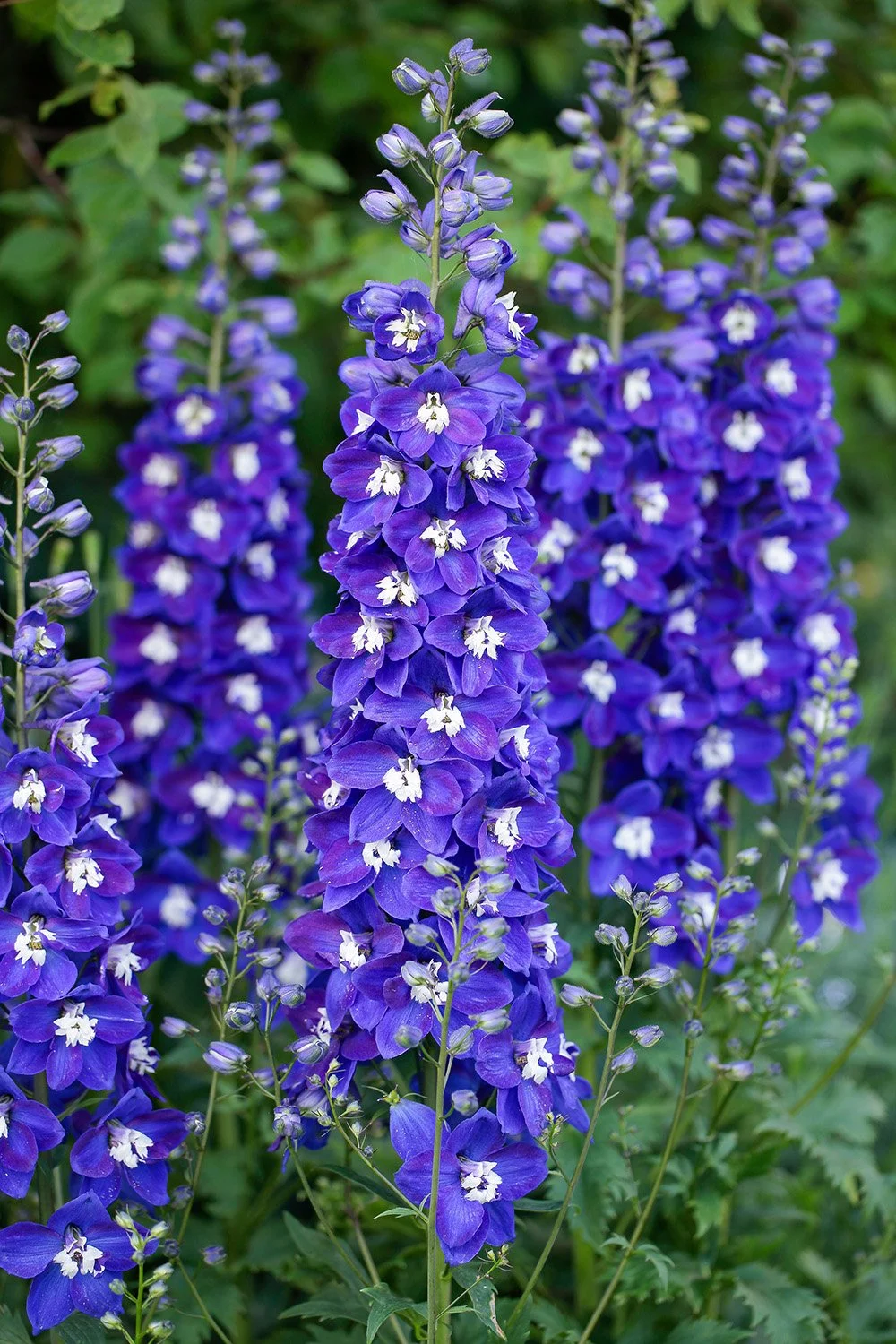 Delphinium x 'Blue Fabulosa'