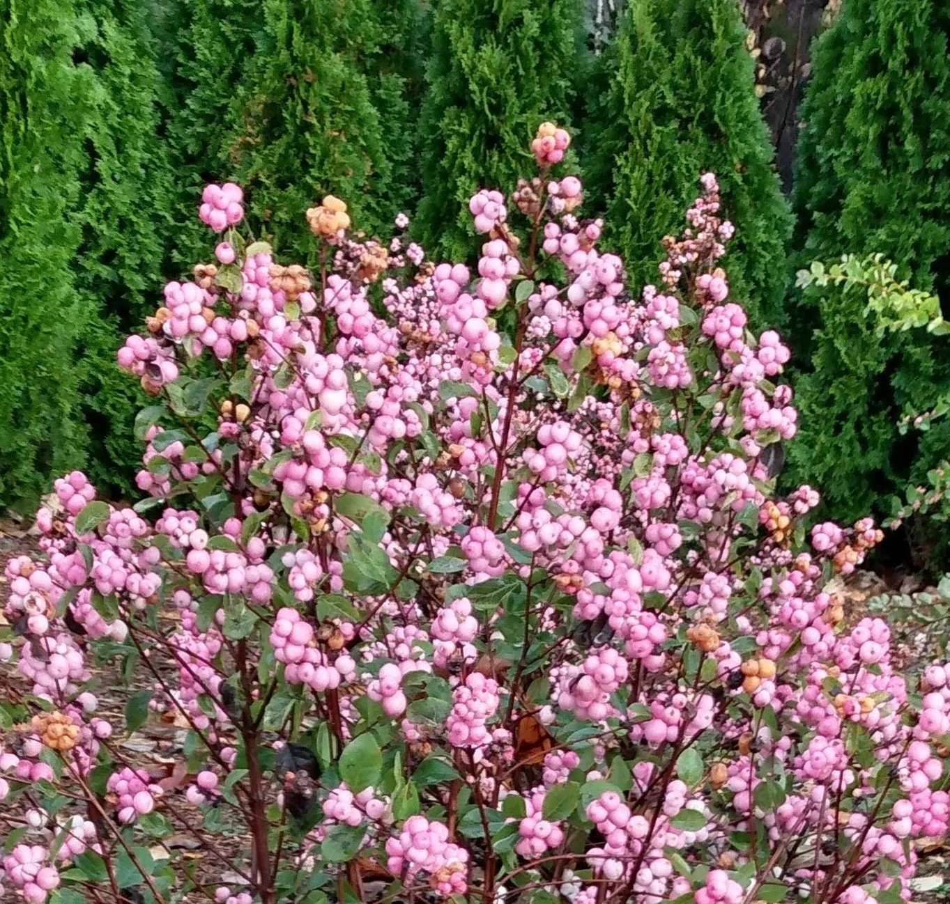 symphoricarpos-pink-posy-berries-02.jpg