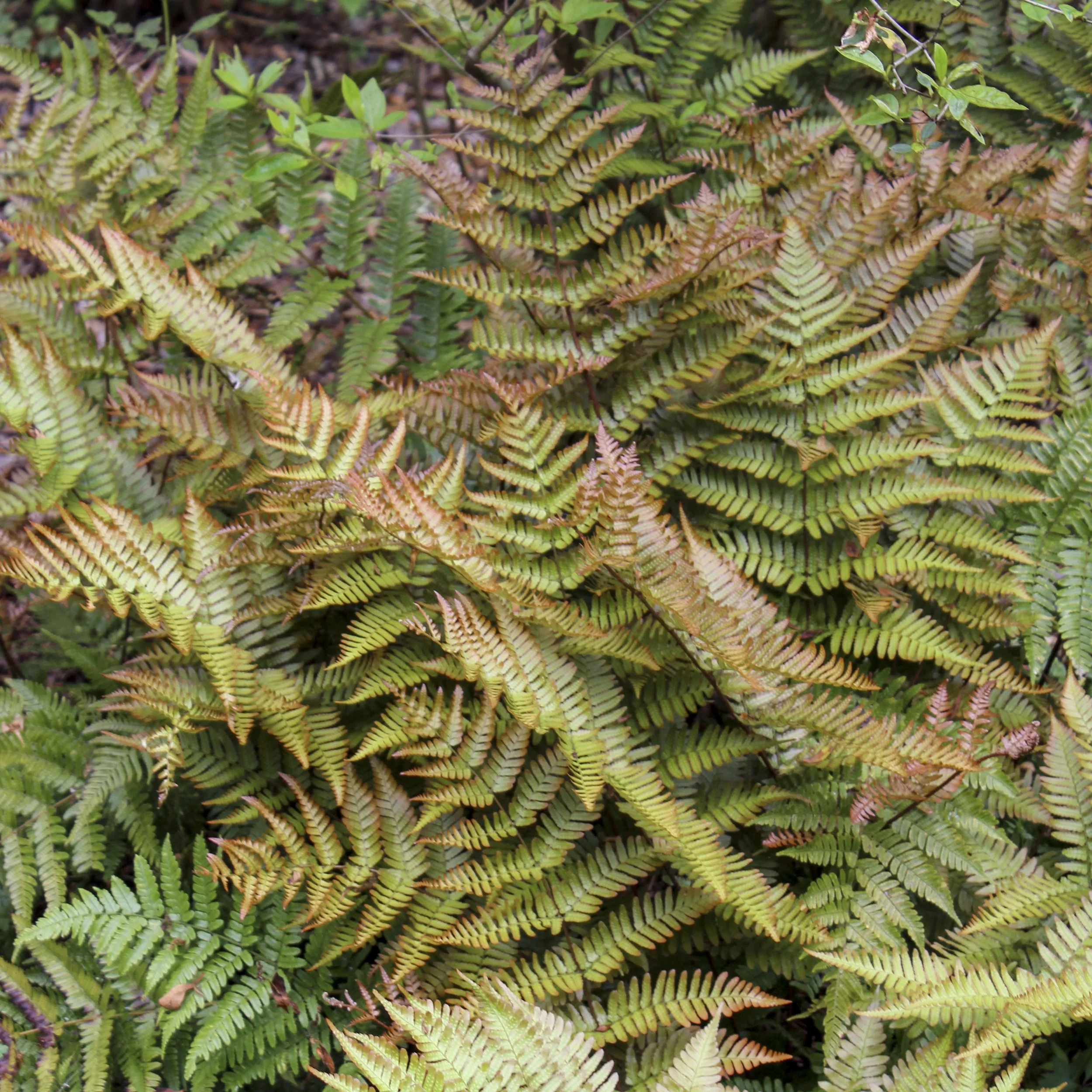 Dryopteris erythrosora 'Brilliance' 0001 high res.jpg
