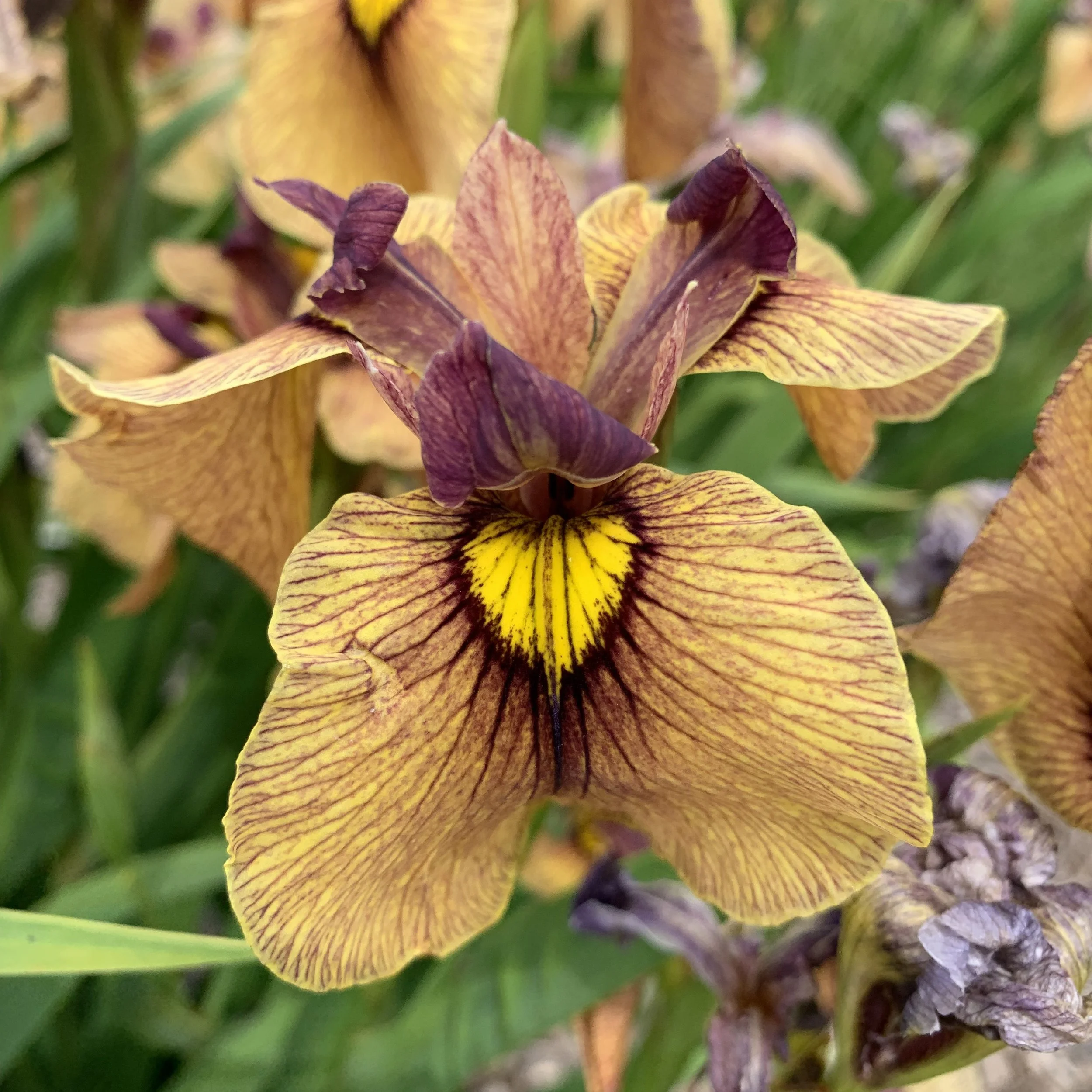 Iris pseudata 'Night Thunder' ('Yarai') 0000 high res.jpg