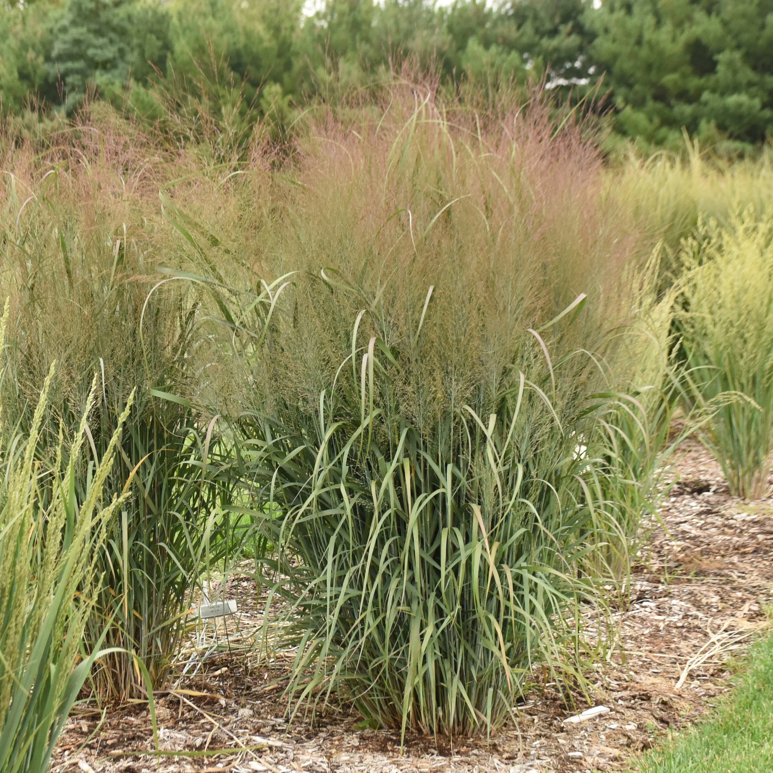Panicum virgatum 'October Sky'