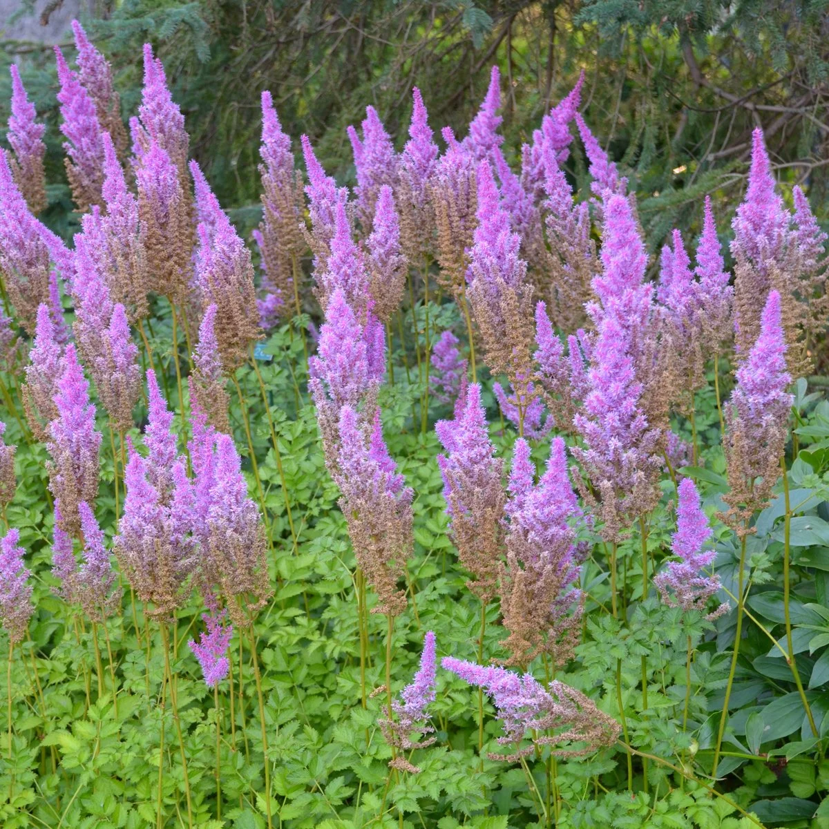 Astilbe chinensis 'Purple Candles'