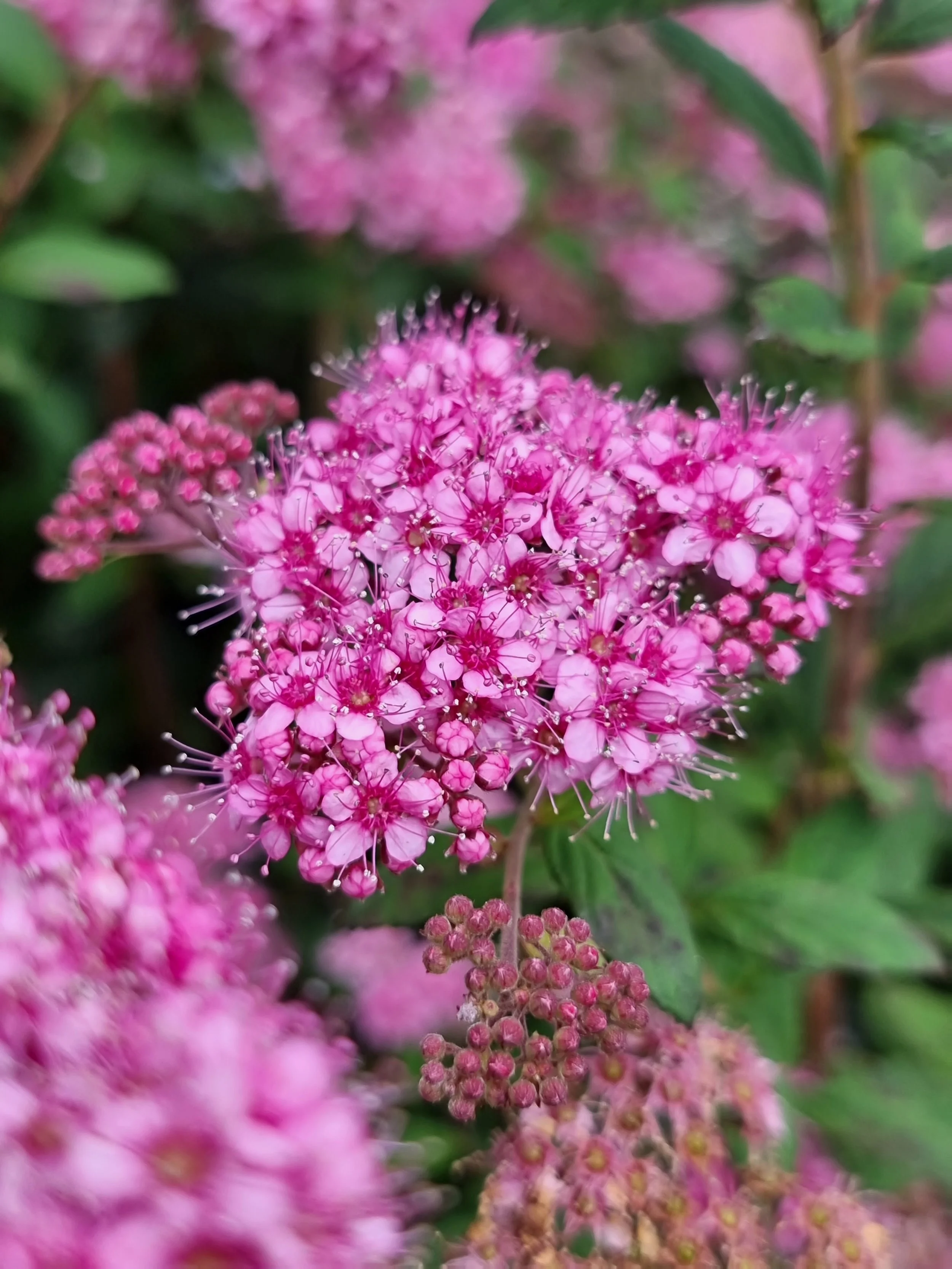Spiraea-Poprocks-Petite-bloom-02.jpg