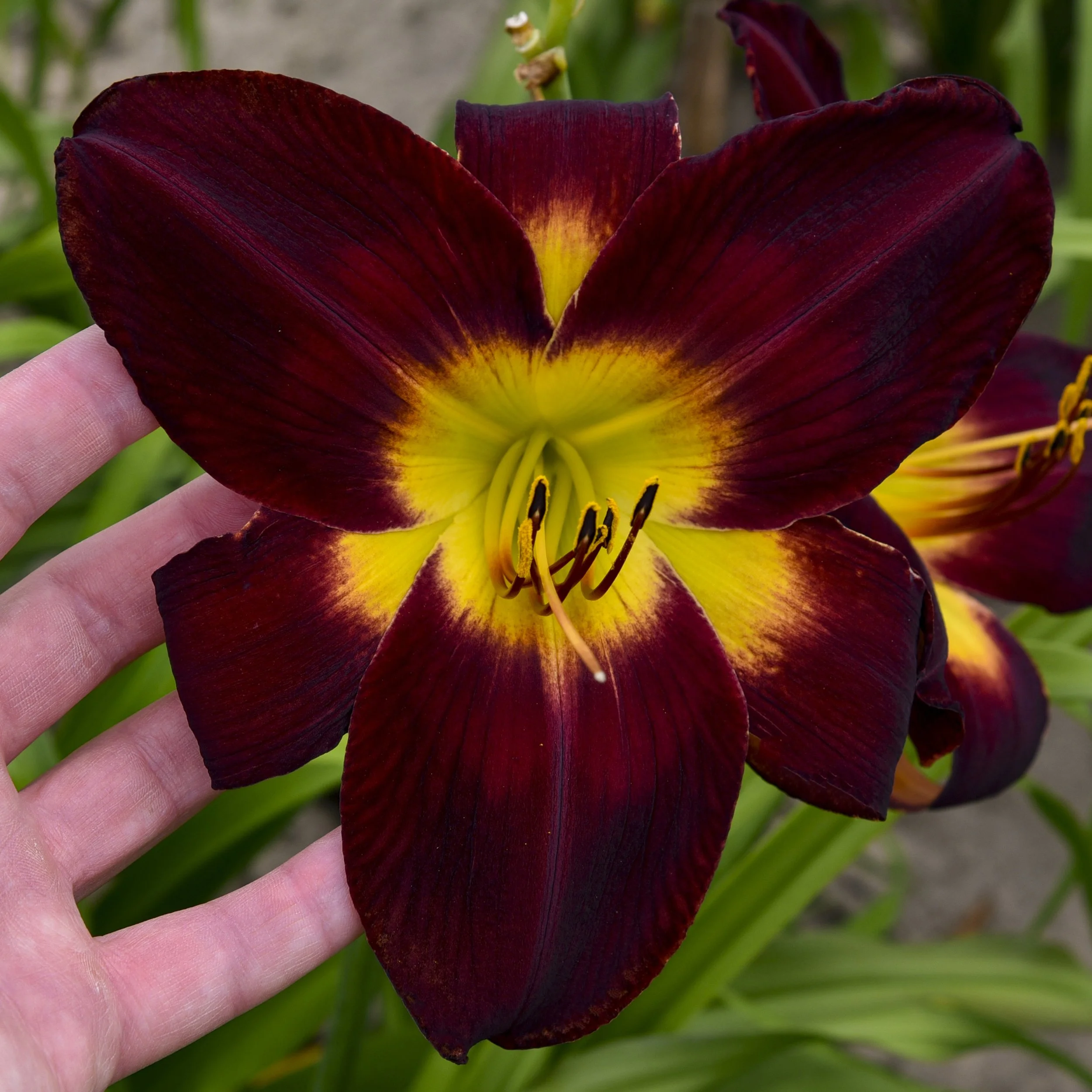 Hemerocallis 'Persian Ruby'