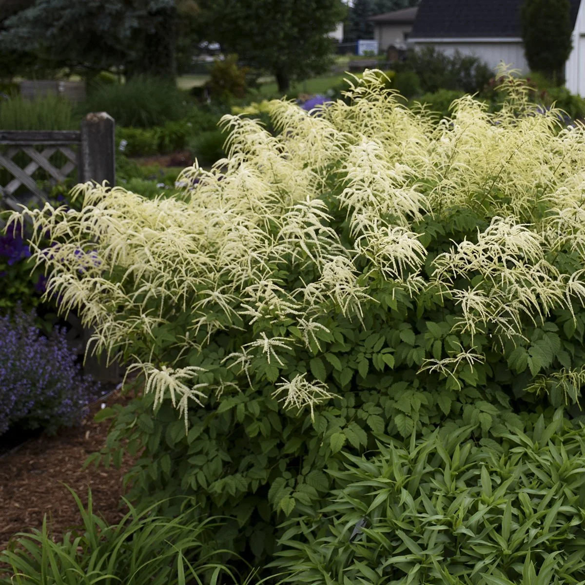 Aruncus dioicus 0000 high res.jpg