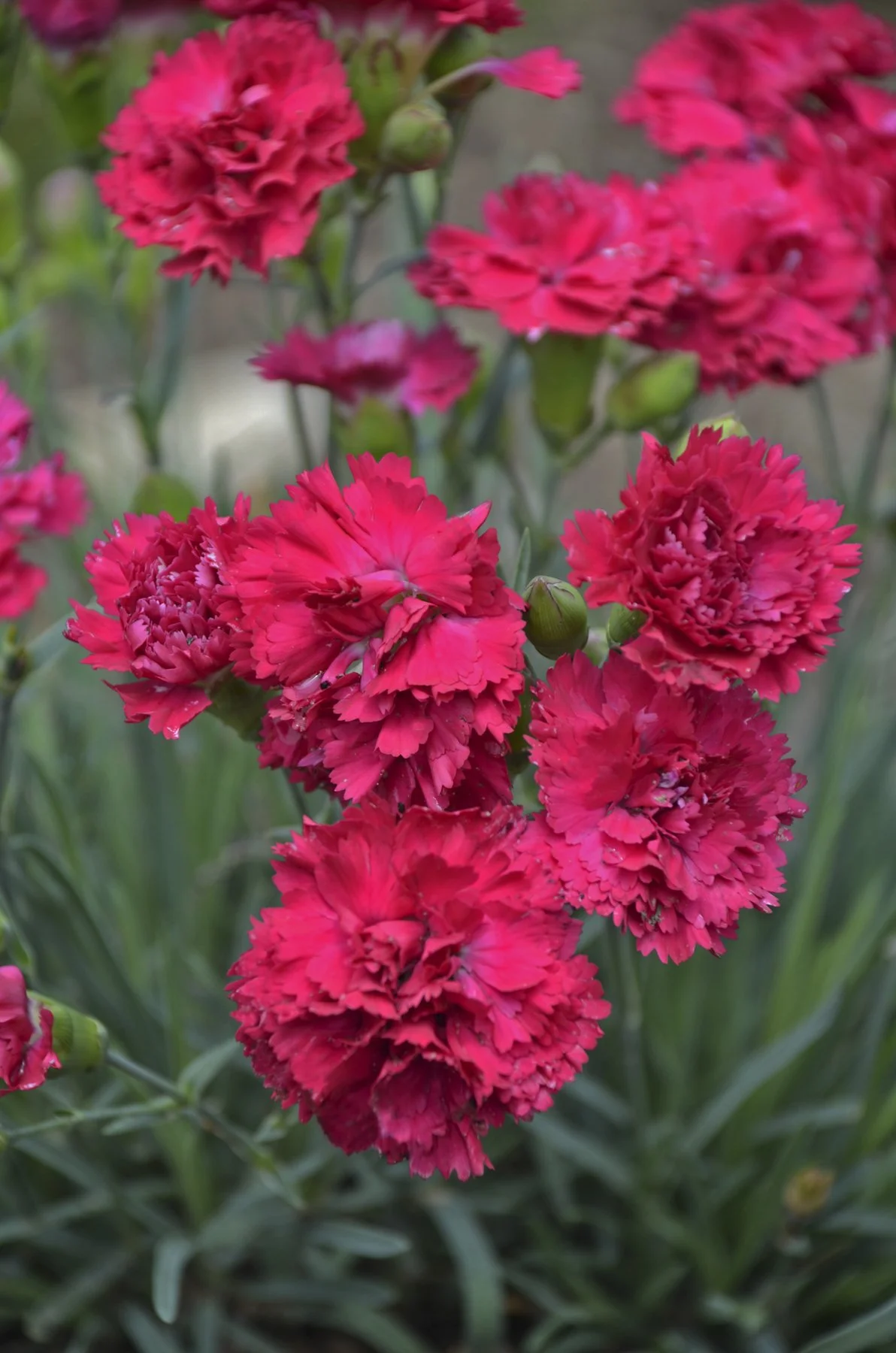 Dianthus x 'Cranberry Cocktail'