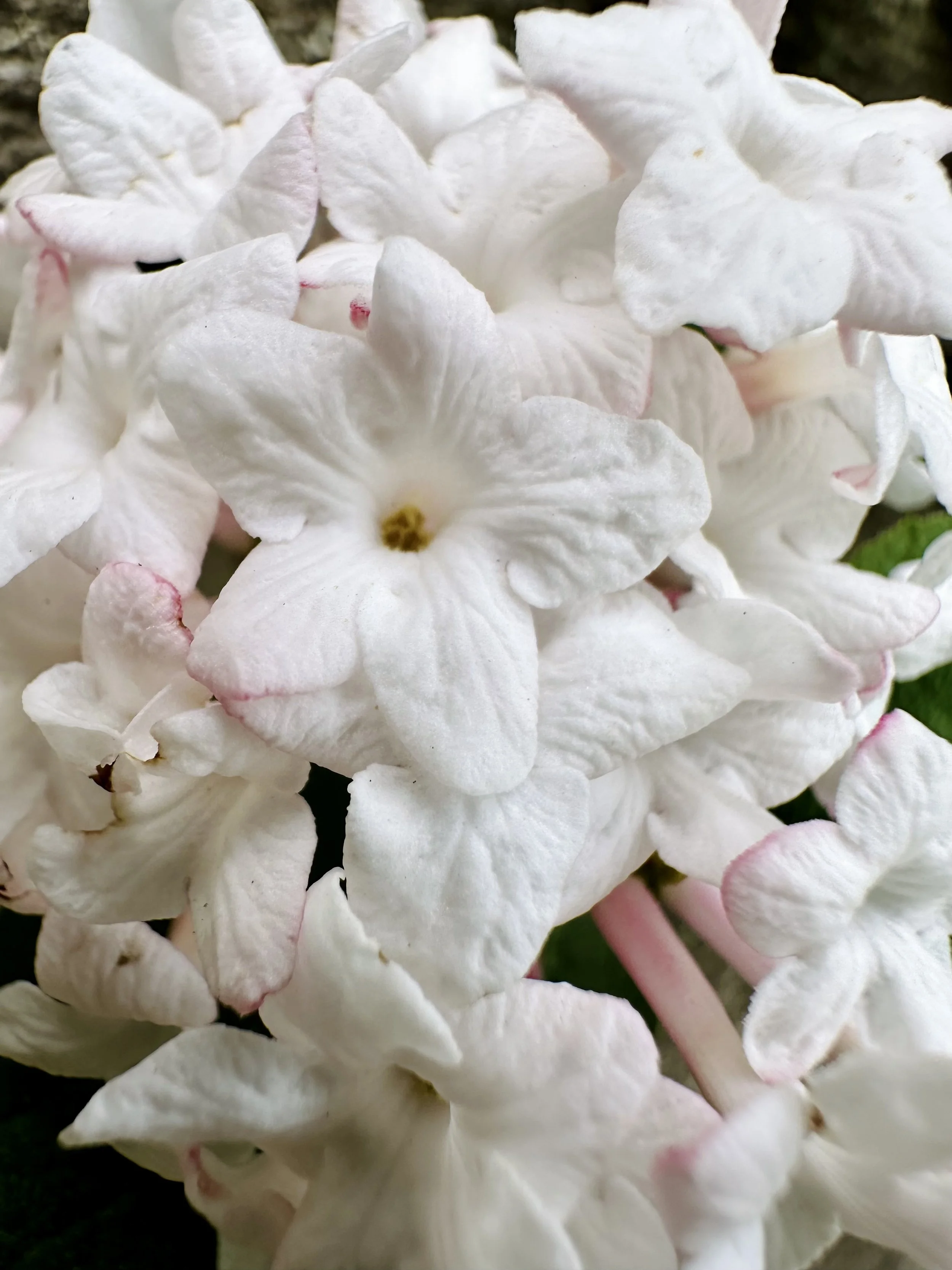 Viburnum carlesii (Korean Spice Viburnum)