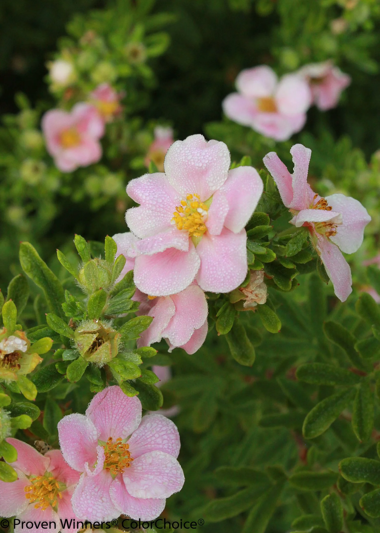 happy_face_pink_paradise_potentilla-4.jpg