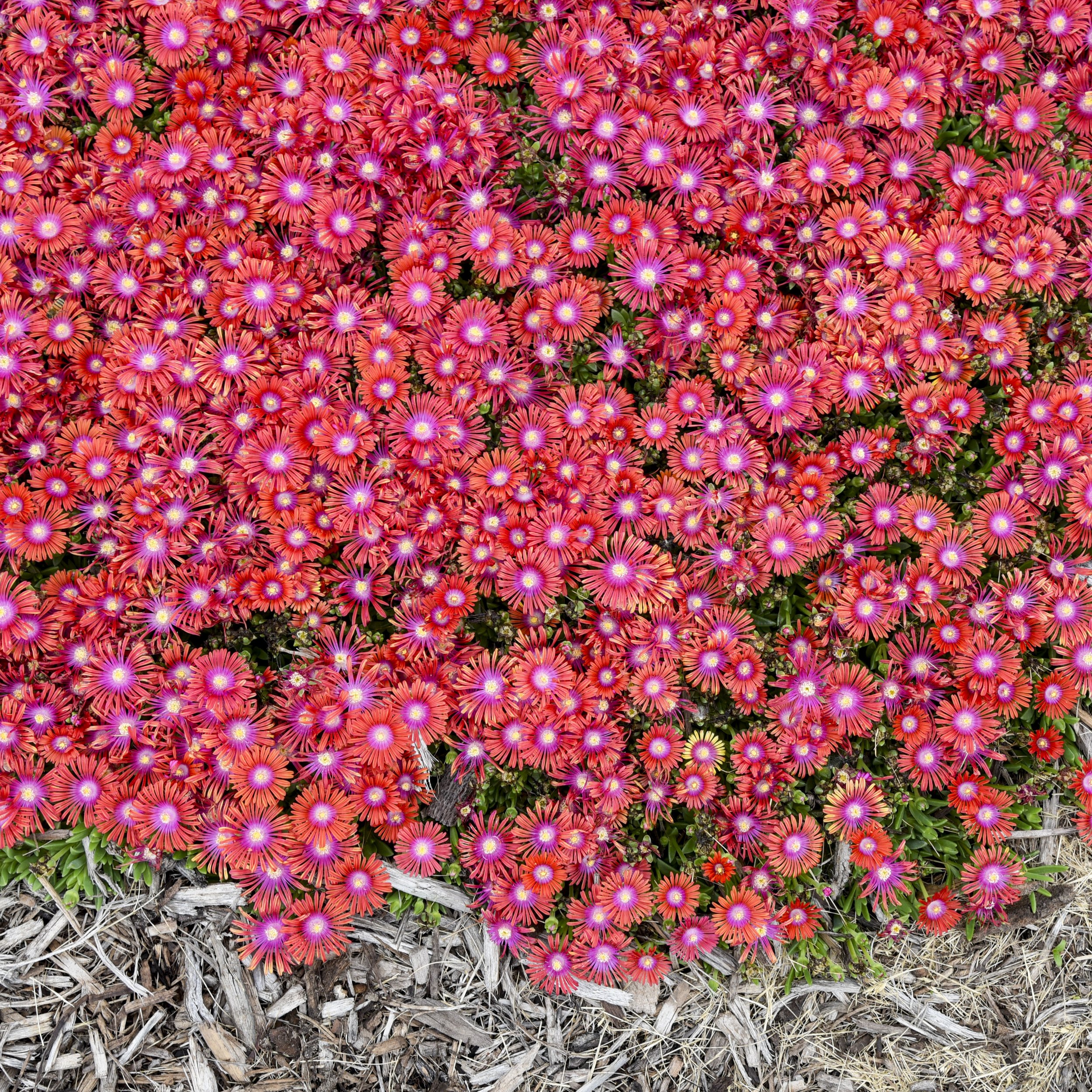 Delosperma 'Razzle Dazzle' PPAF 0001 high res.jpg